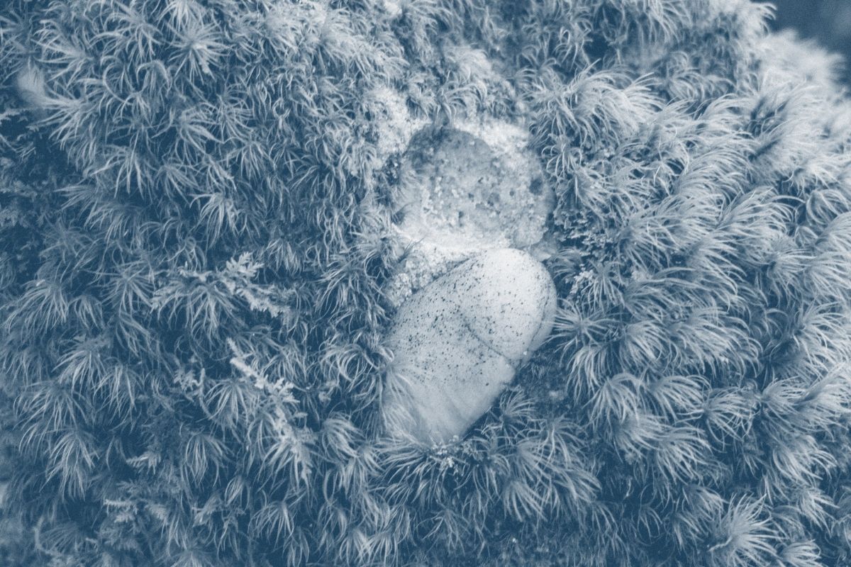 a rock surrounded by grass on the ground with a blue highlight