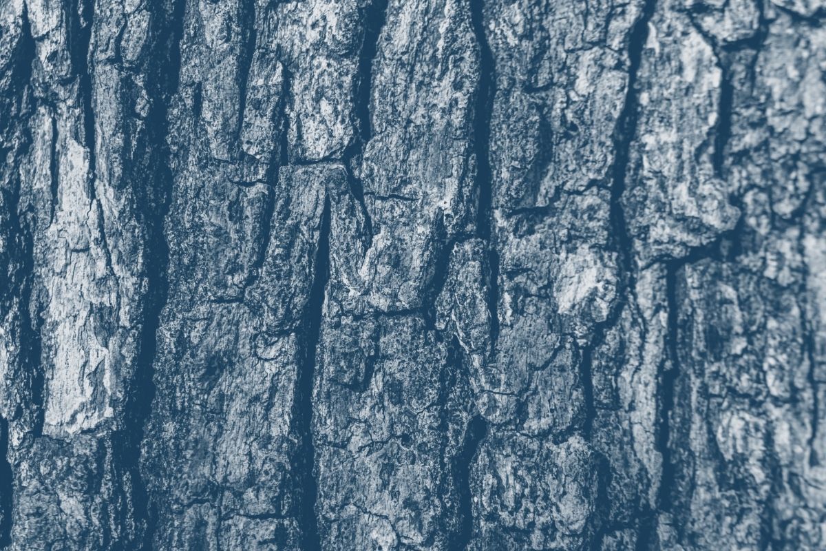 close up view of tree bark with a blue highlight