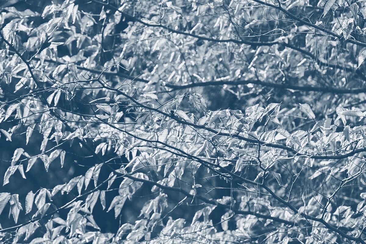 tree branches extending to the left covered in leaves with a blue highlight