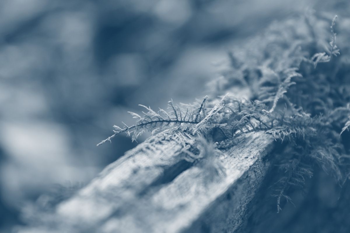 small plant growing in between a open area between some wood with a blue highlight