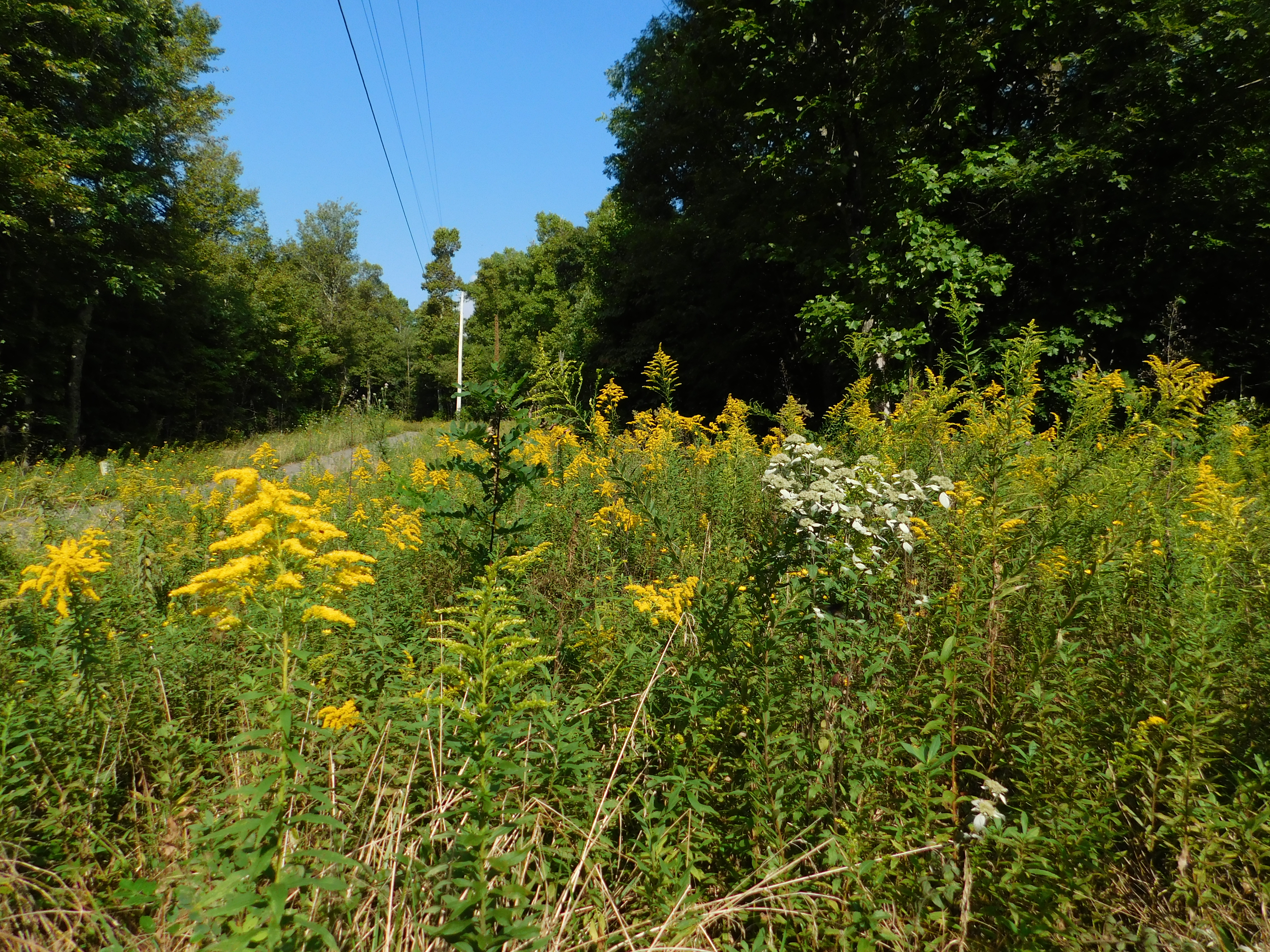 Sunny meadow filled with yellow wildflowers and lush greenery.