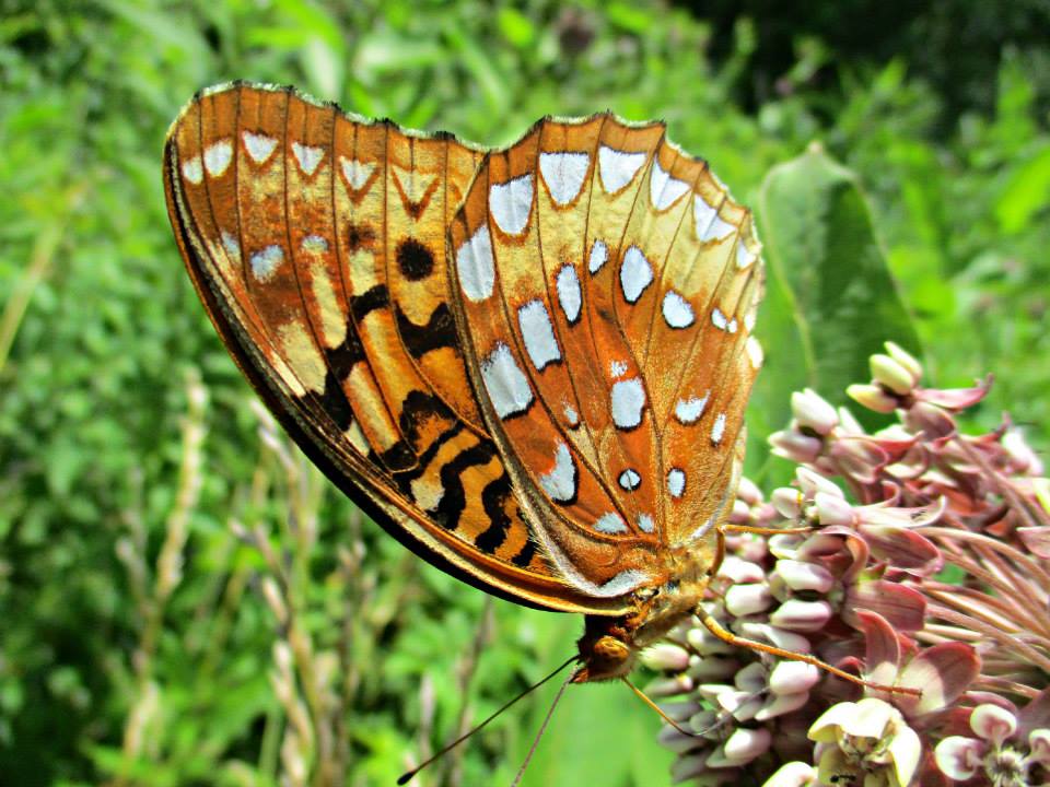 Close-up of a vibrant orange and brown butterfly on a pink flower.