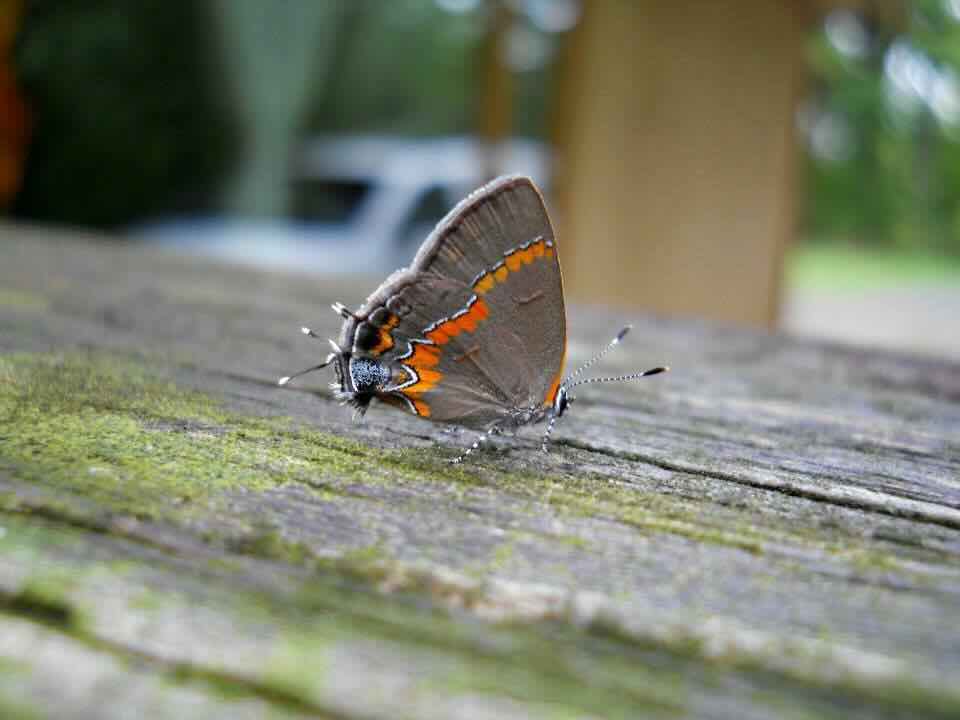 Gray butterfly with orange markings on a weathered wooden surface.