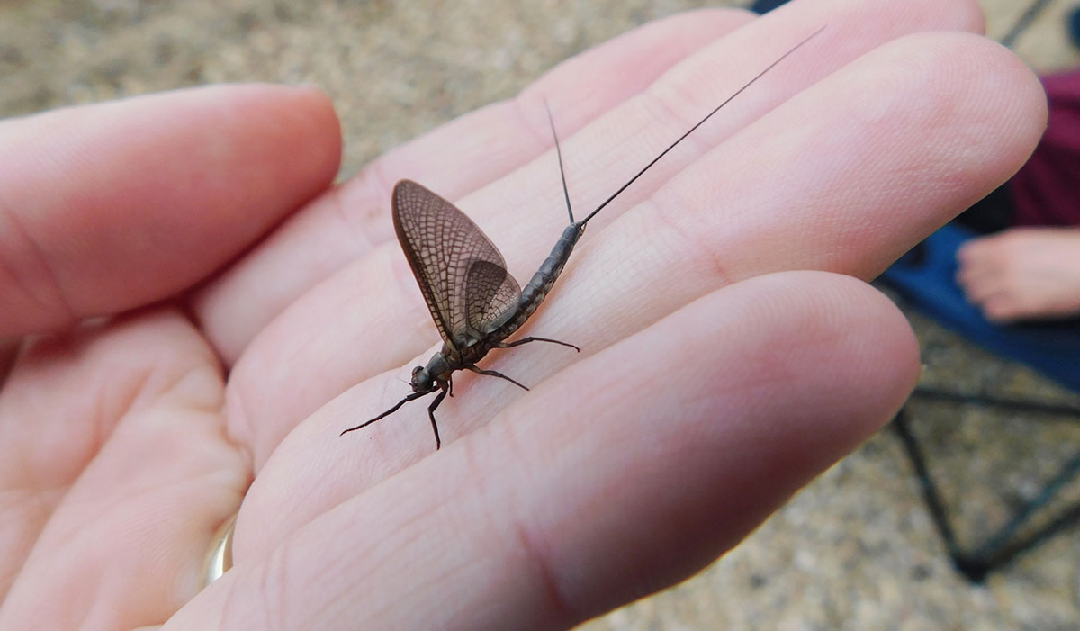 Mayfly resting on a person's hand, outdoors.