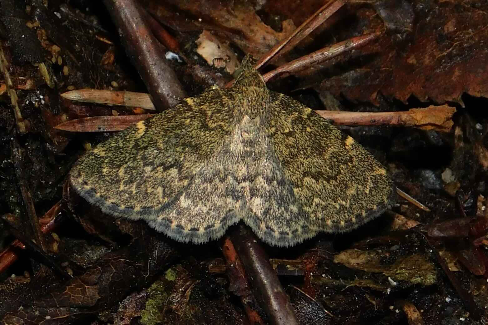 Camouflaged moth resting on forest debris.