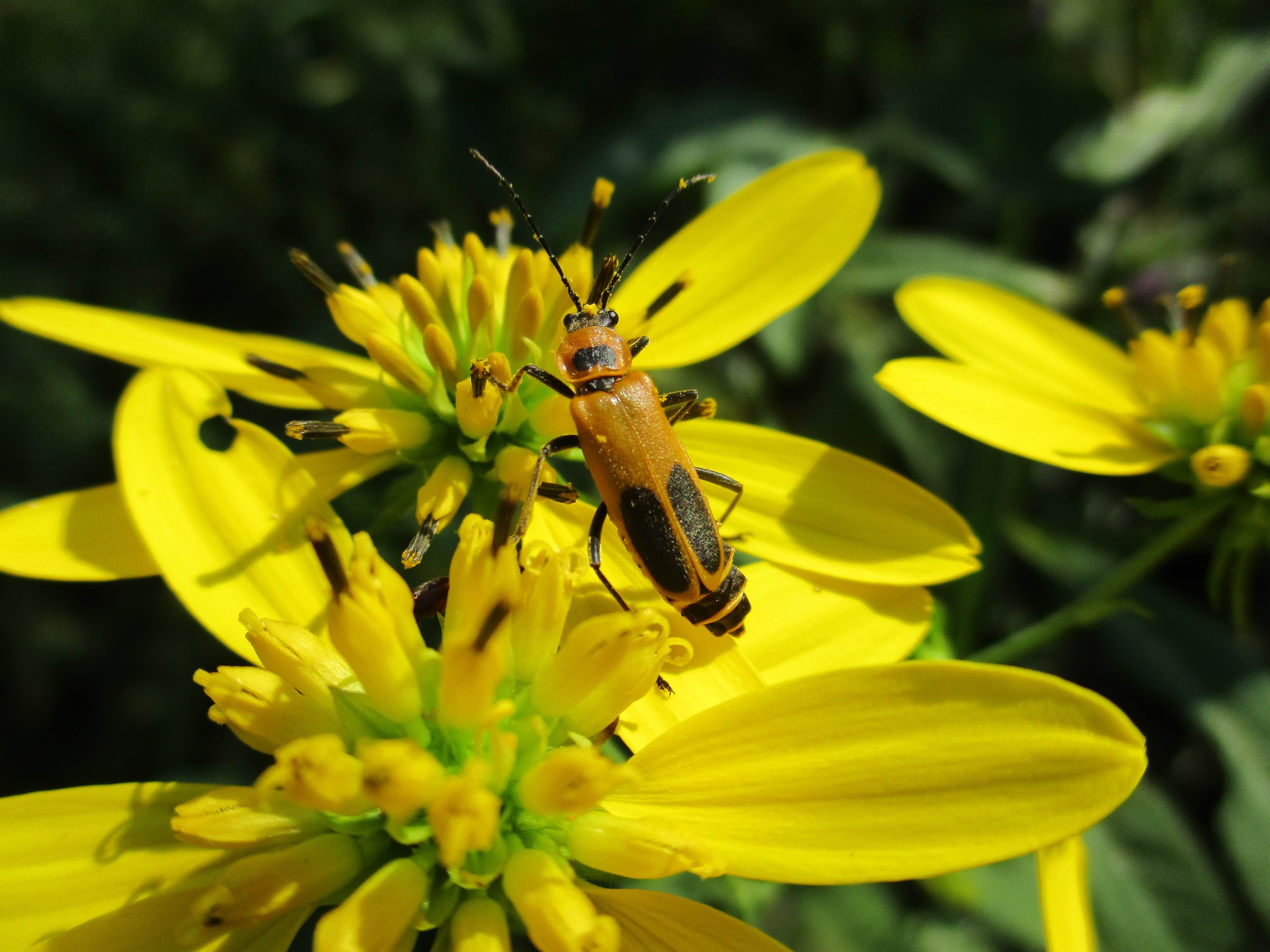 Orange and black beetle on bright yellow flowers.