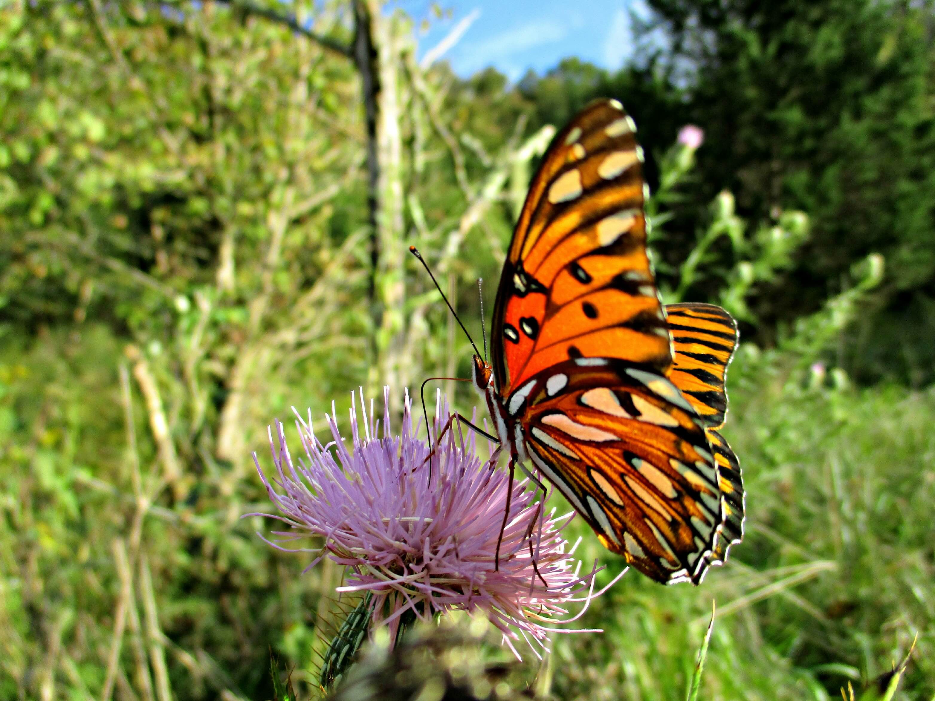 Orange and black butterfly perched on a purple thistle flower in a lush green field.