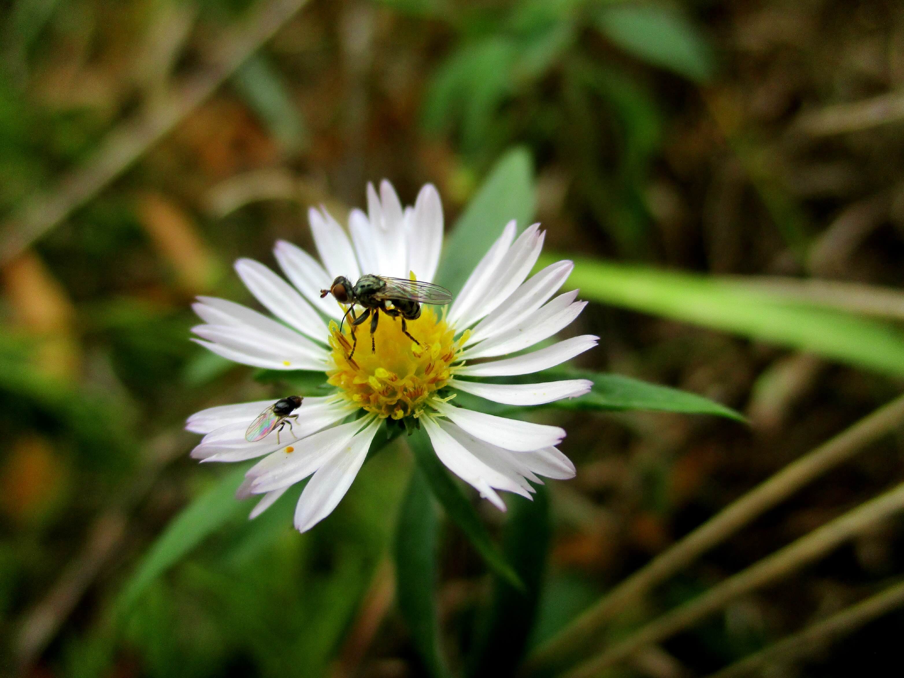 White daisy with yellow center hosting two small black ants.