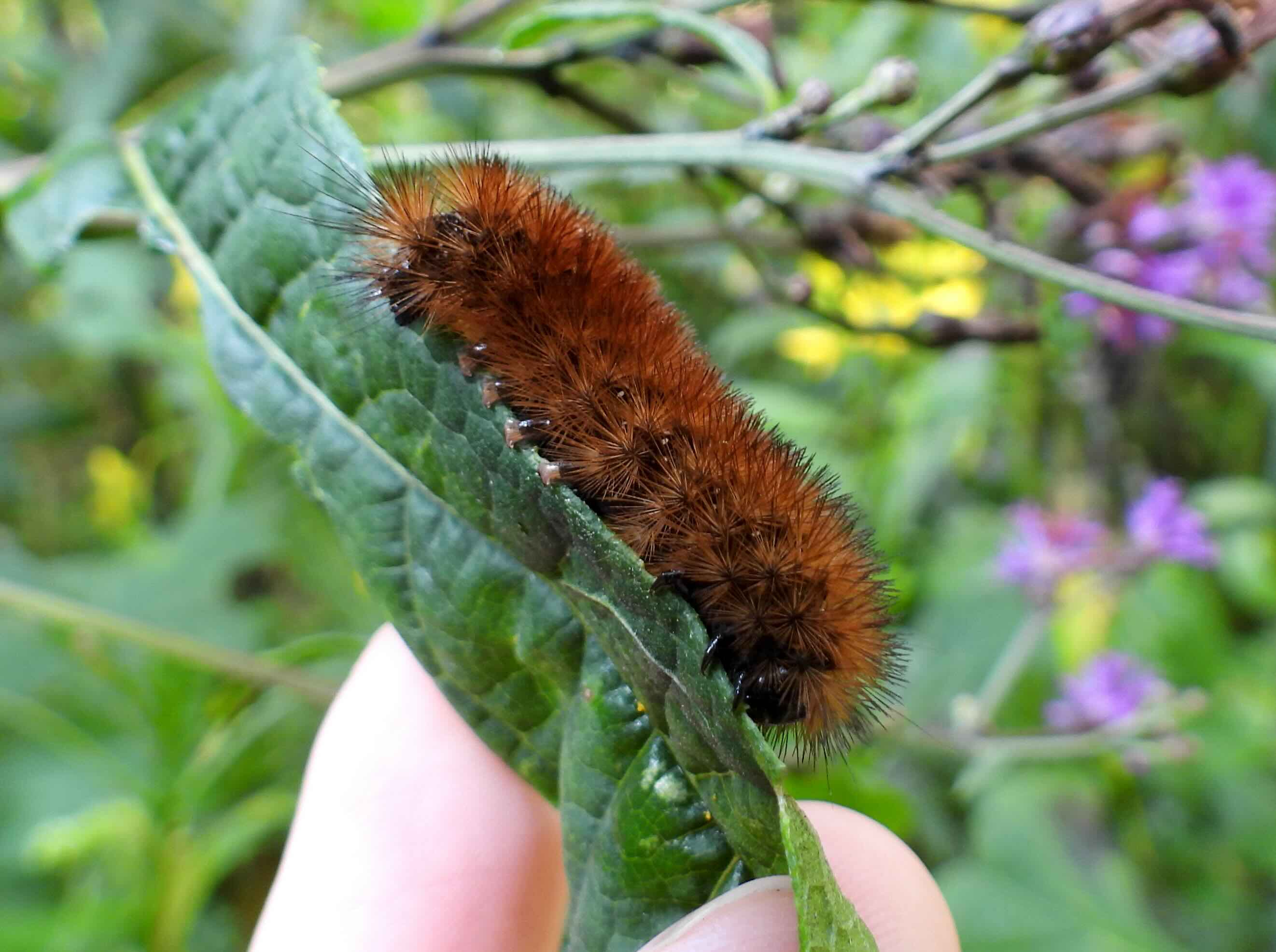 Fuzzy brown caterpillar on a green leaf, held by fingers.