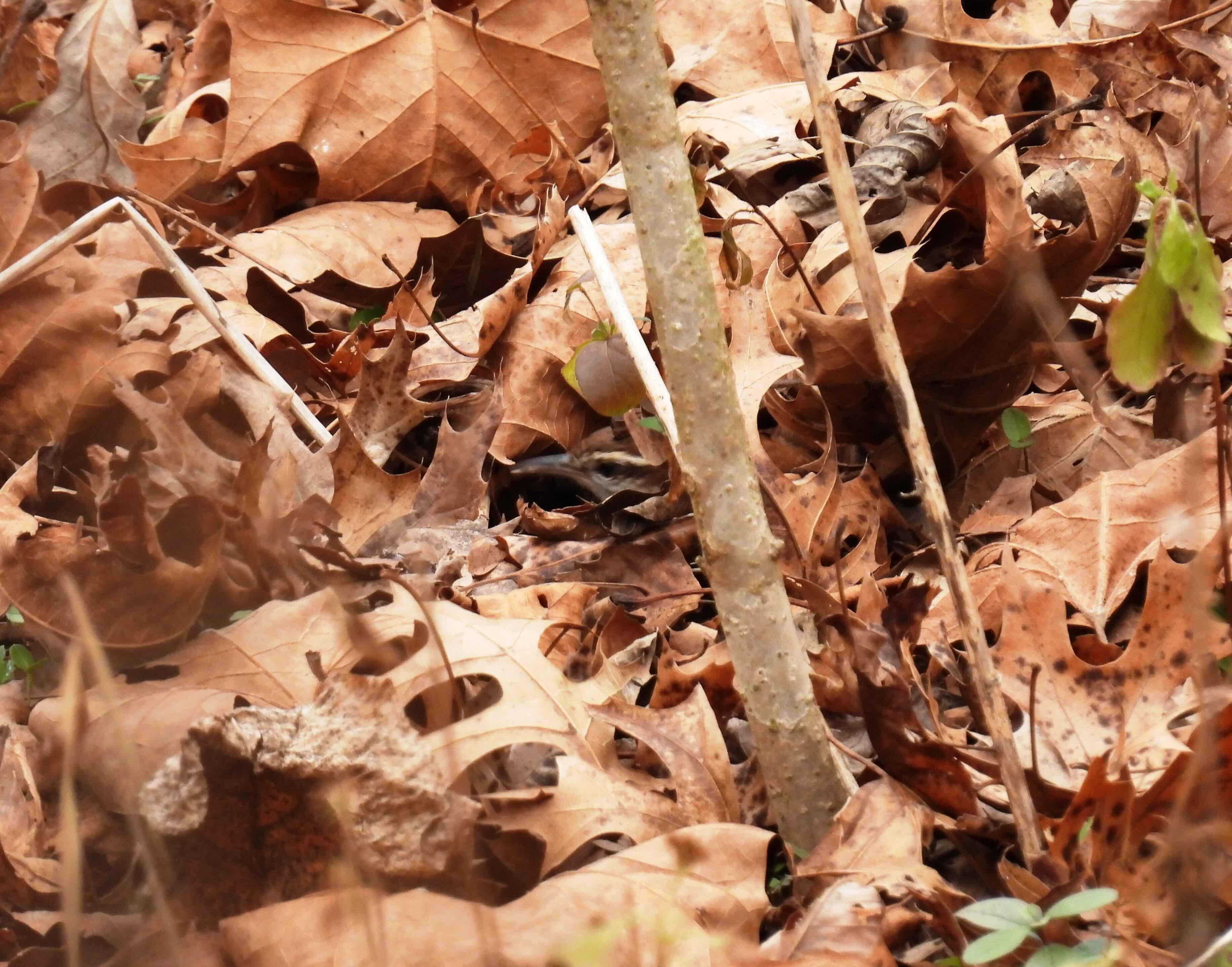 Dry brown leaves covering the forest floor with a small, thin tree trunk.