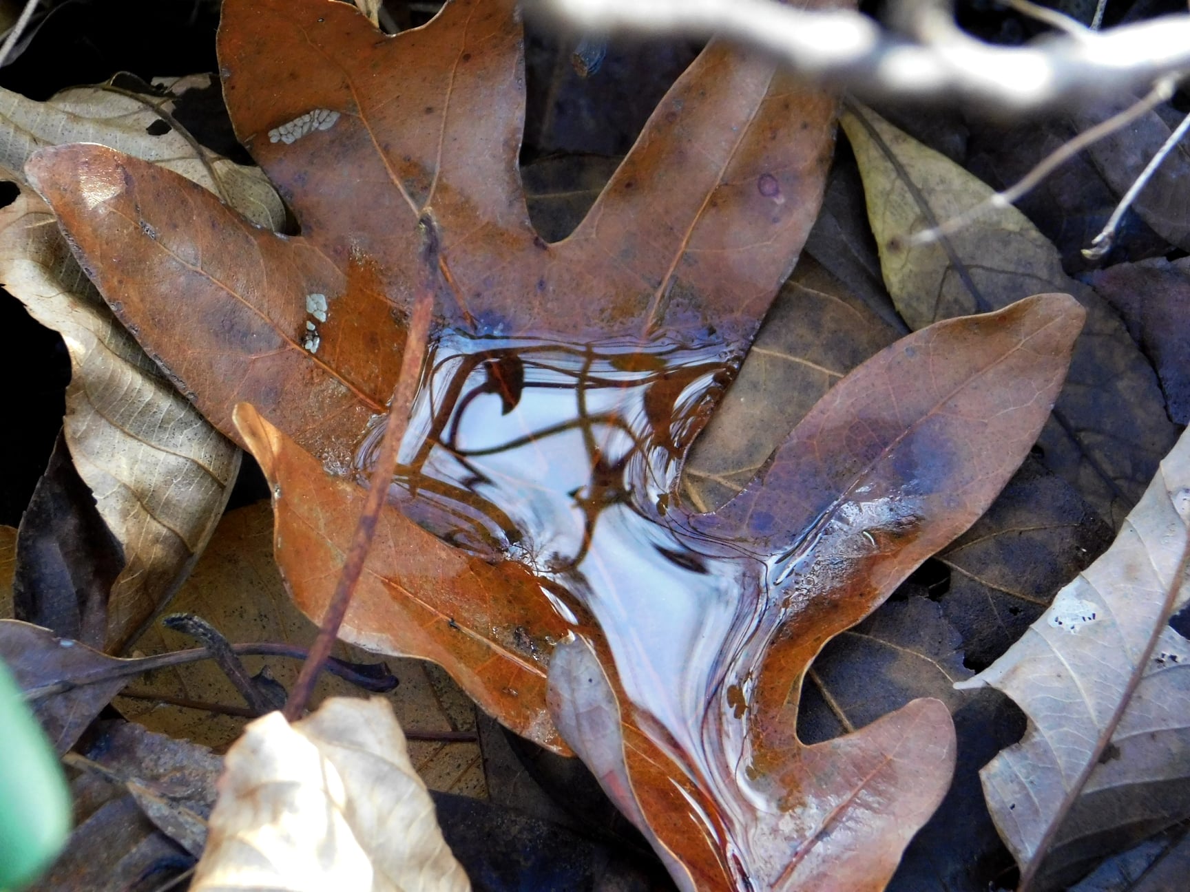 Dry leaves with water puddle reflecting light.