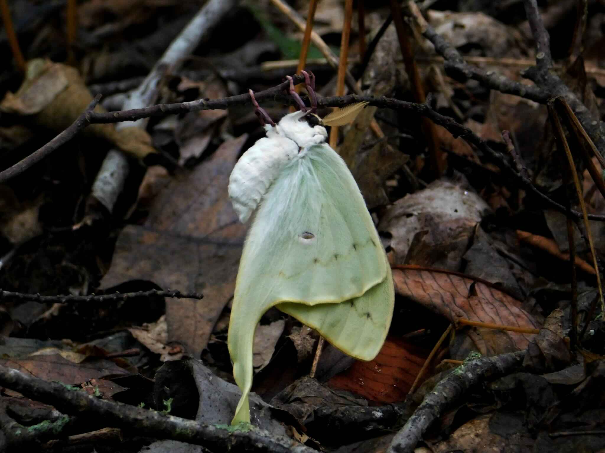 Pale green butterfly perched on forest floor debris.