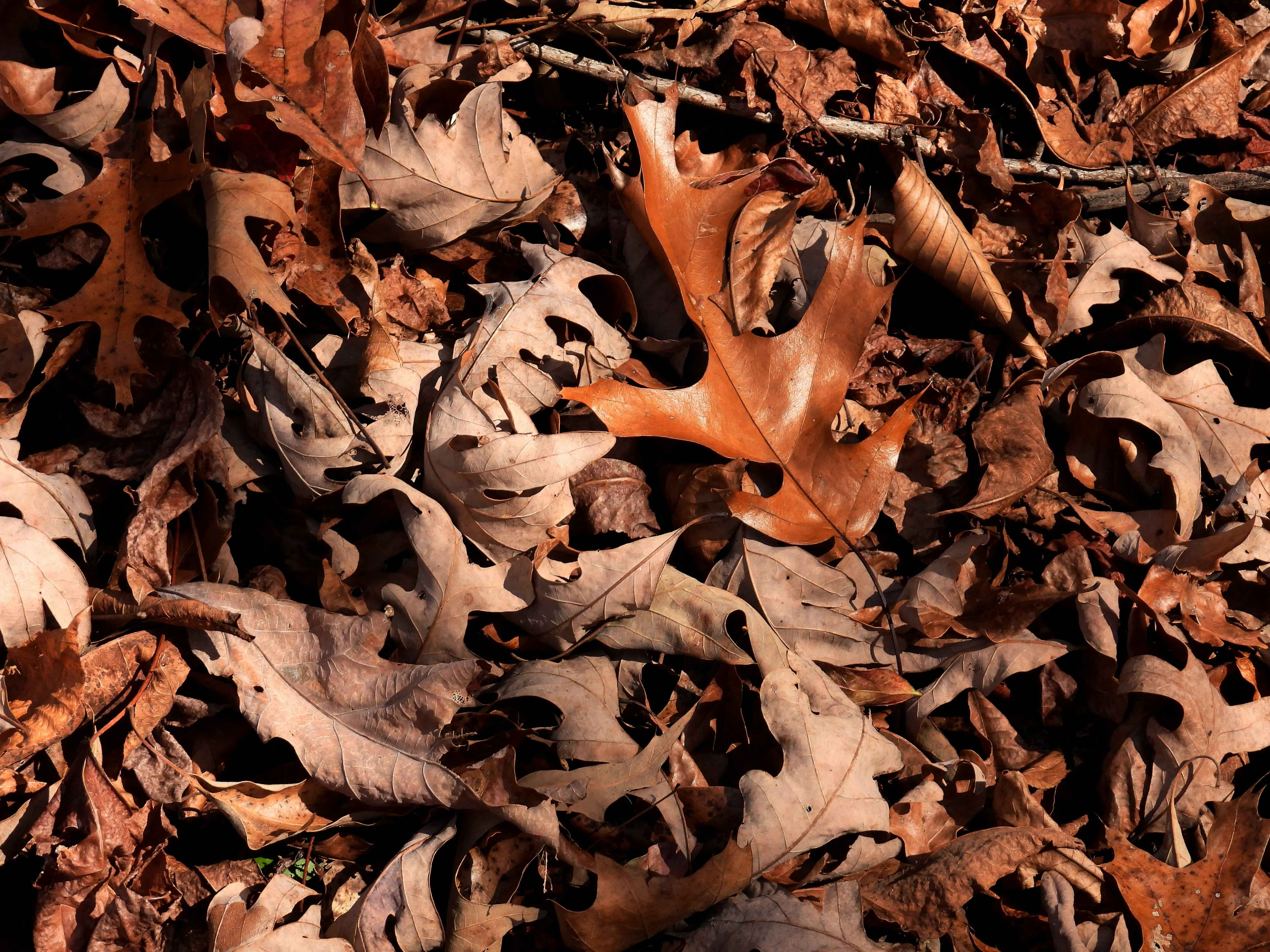Close-up of dry, brown oak leaves on the ground.