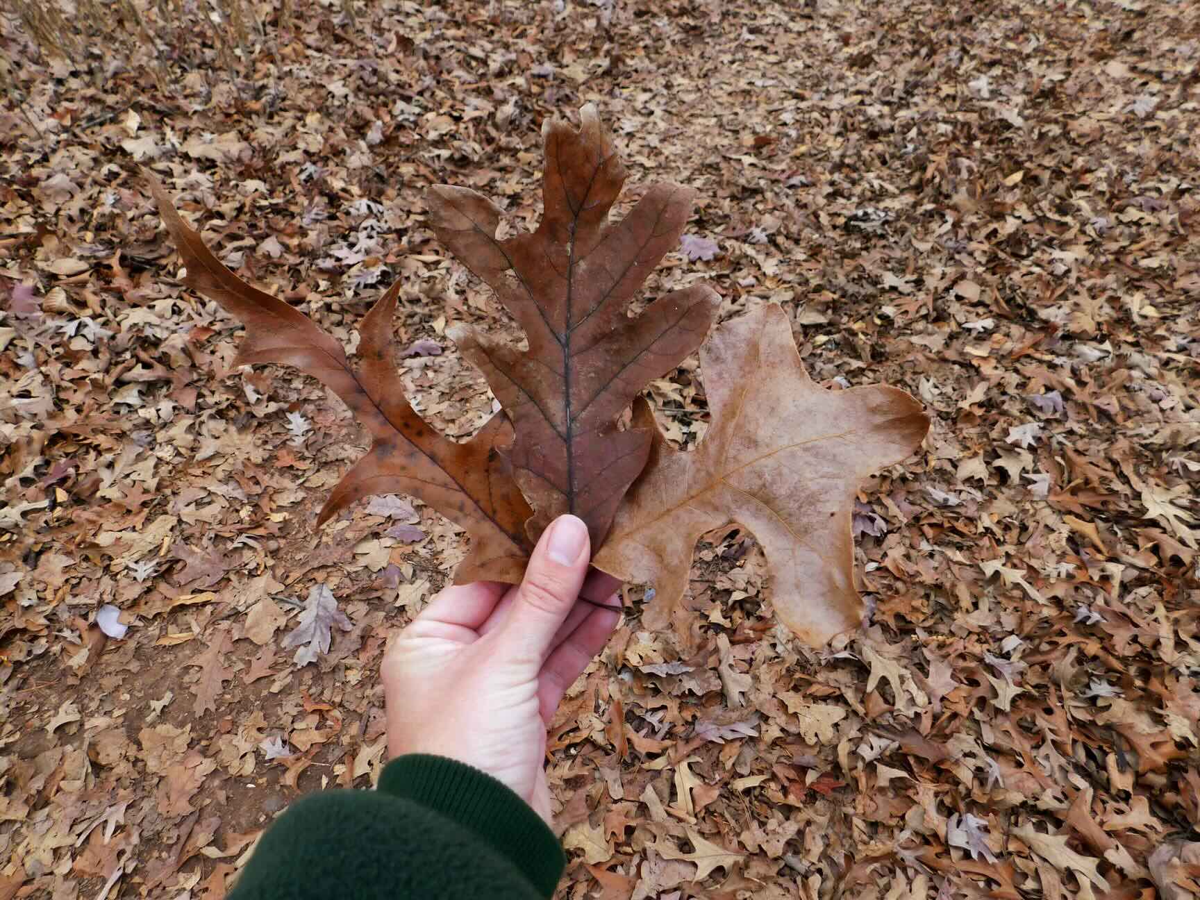 Oak leaves abound at Fort Loudon State Historic Park. From left to right: Southern Red Oak (Quercus falcata), White Oak (Quercus alba) and Post Oak (Quercus stellata)