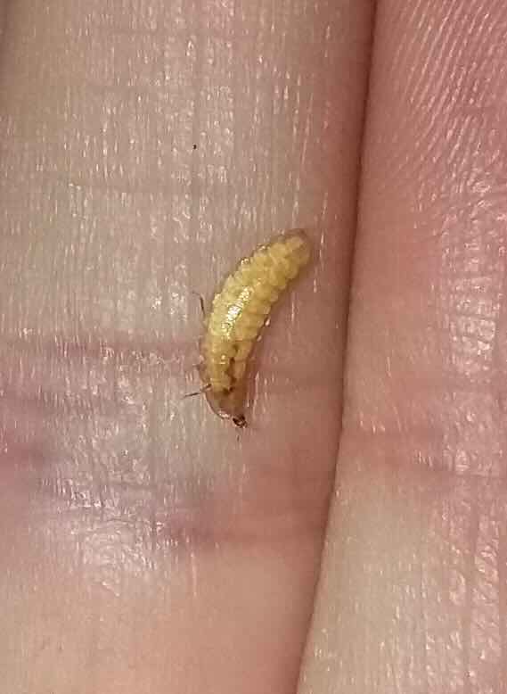 Small yellow caterpillar on a human palm.