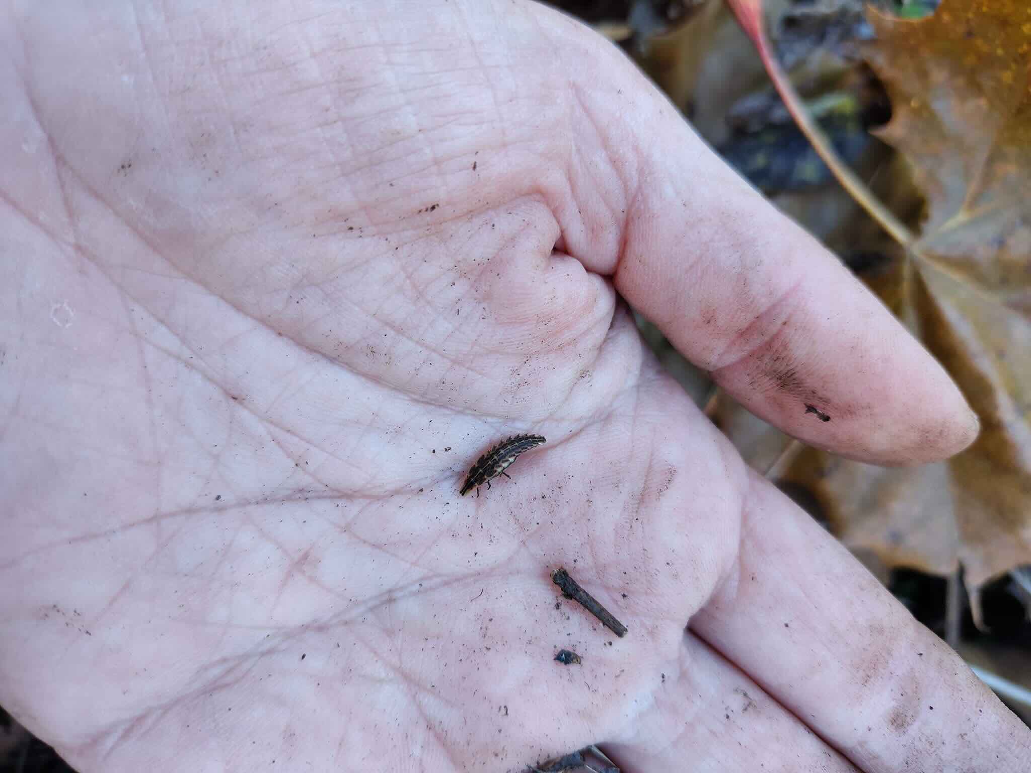 Human palm holding tiny caterpillars, with dry leaves in background.