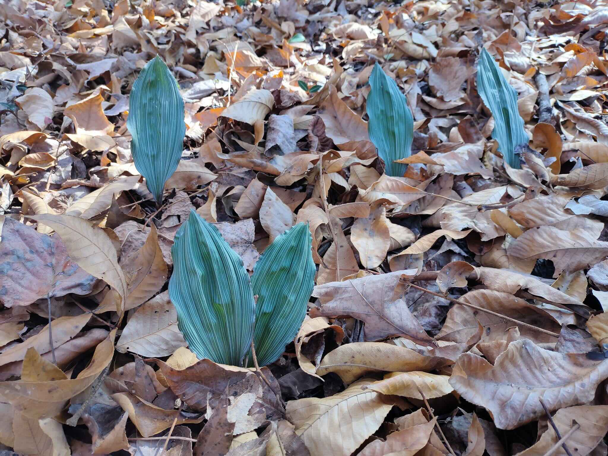 Putty Root orchids (Aplectrum hyemale) nestled in the leaf litter at Tims Ford State Park. They will photosynthesize through the winter months.