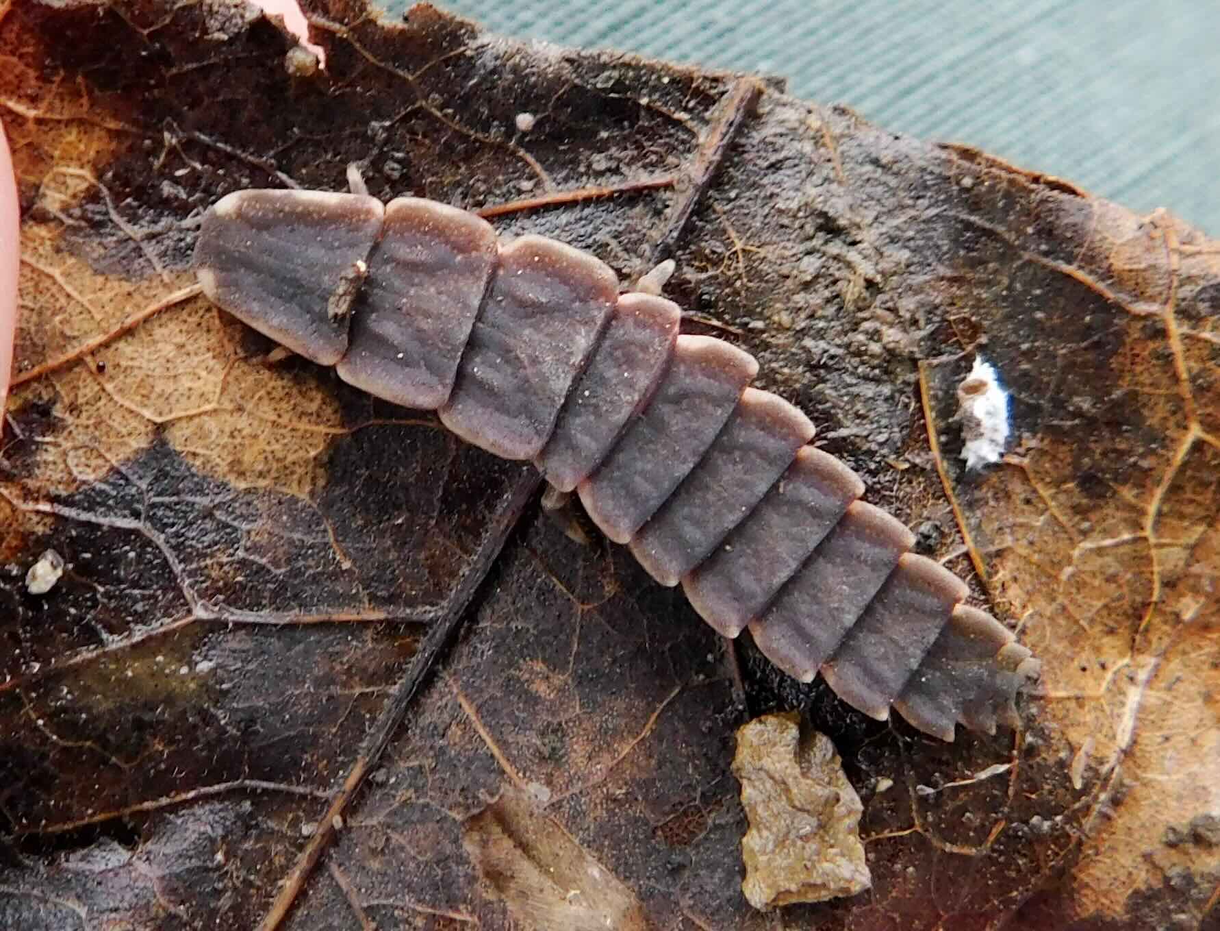 Close-up of a woodlouse on a decaying leaf.