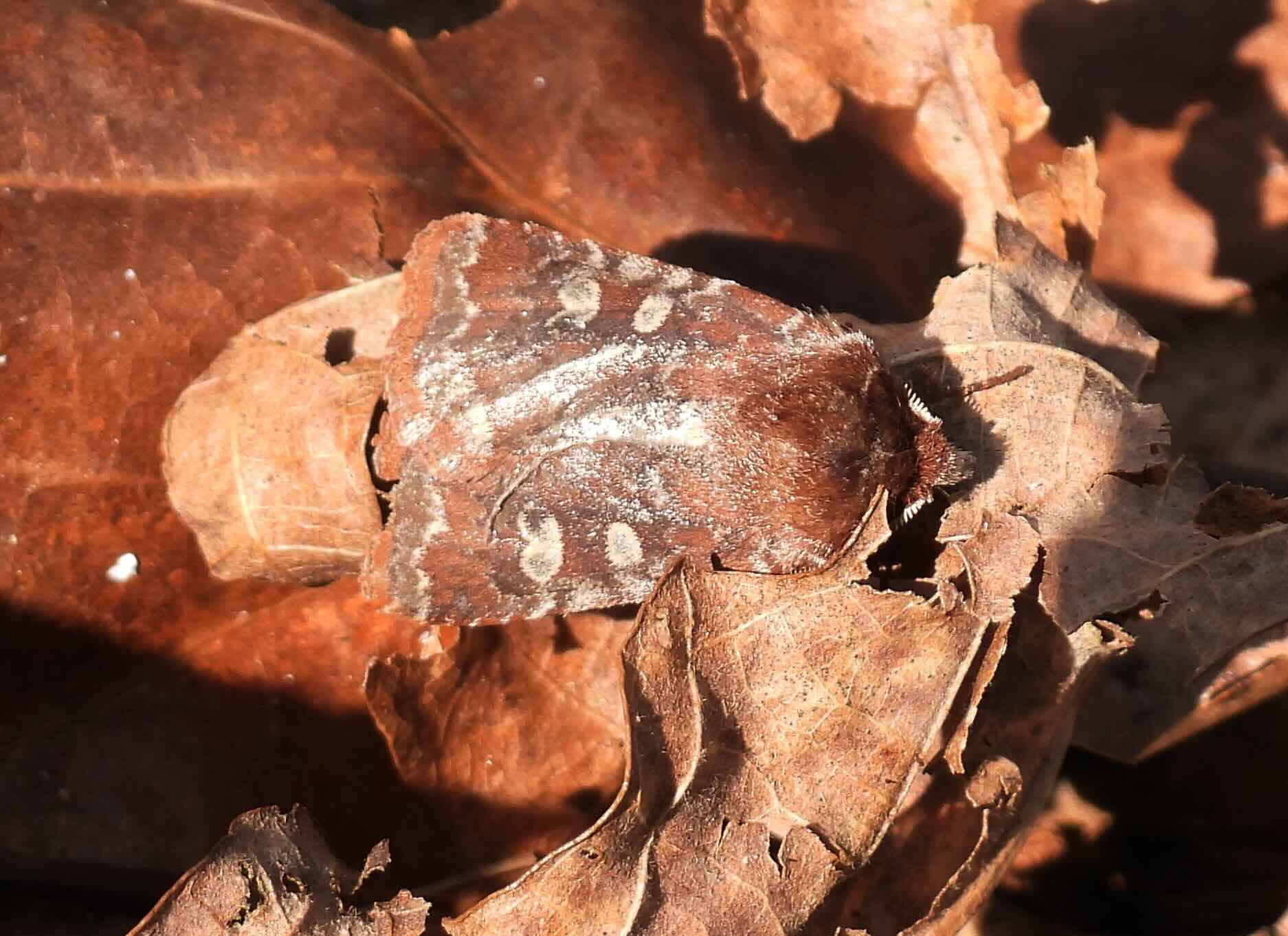 dart moth