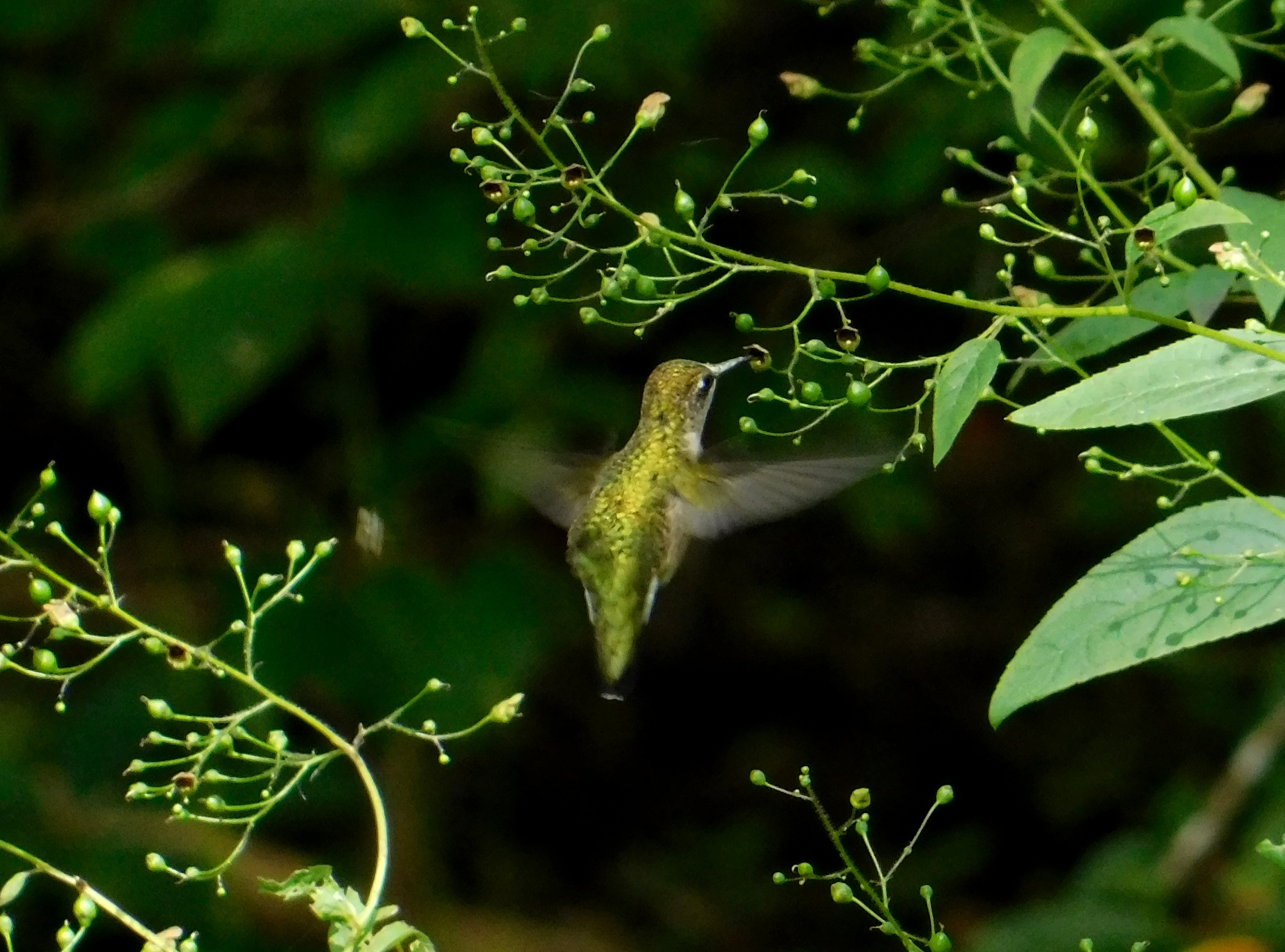 Hummingbird feeding on green plants in a dark background.