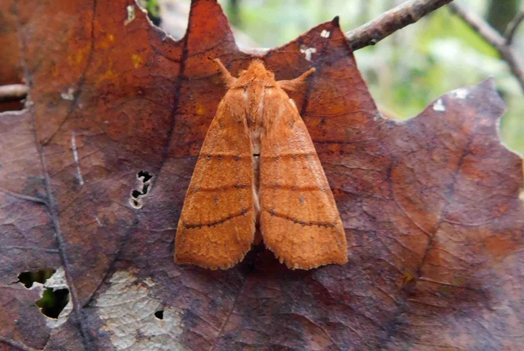 Orange moth resting on a brown decaying leaf.