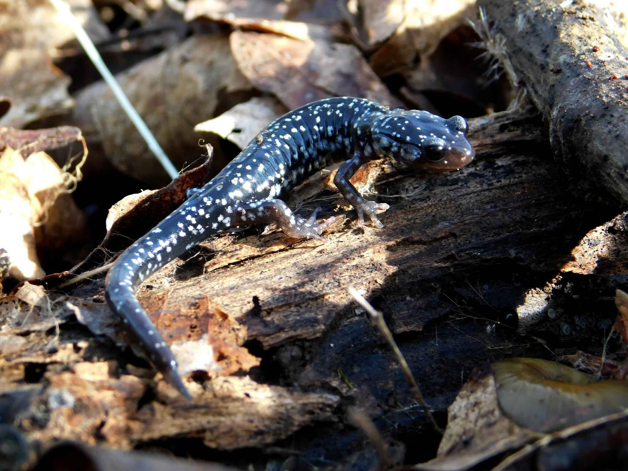 Northern Slimy Salamander (Plethodon glutinosus) at Edgar Evins State Park