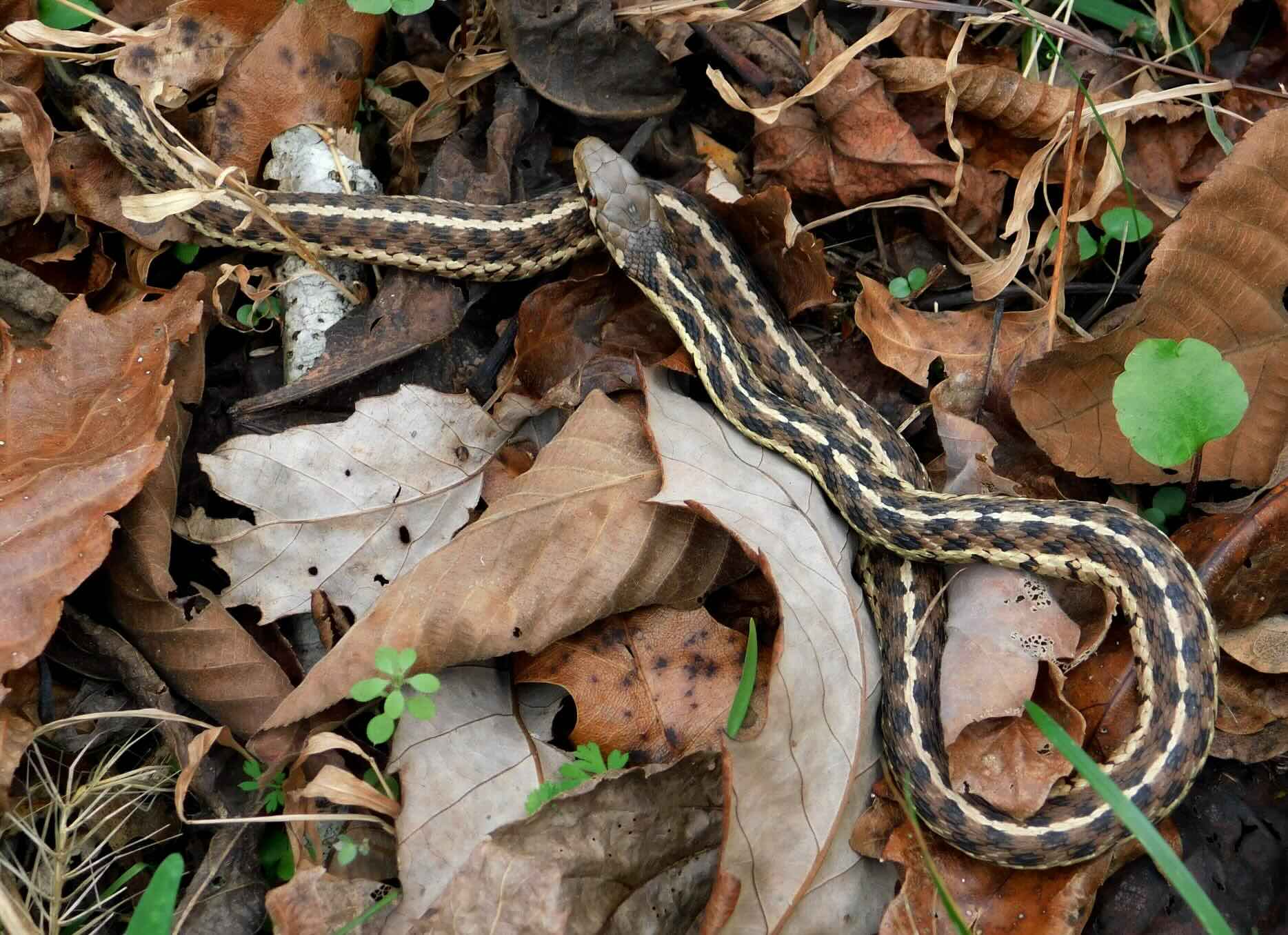 Garter snake slithering through autumn leaves on the ground.