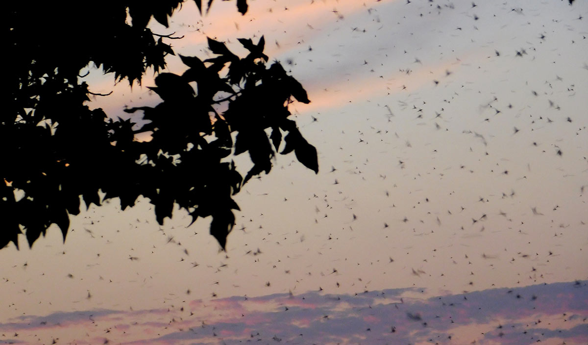 Silhouetted tree against a sunset sky with flying insects.
