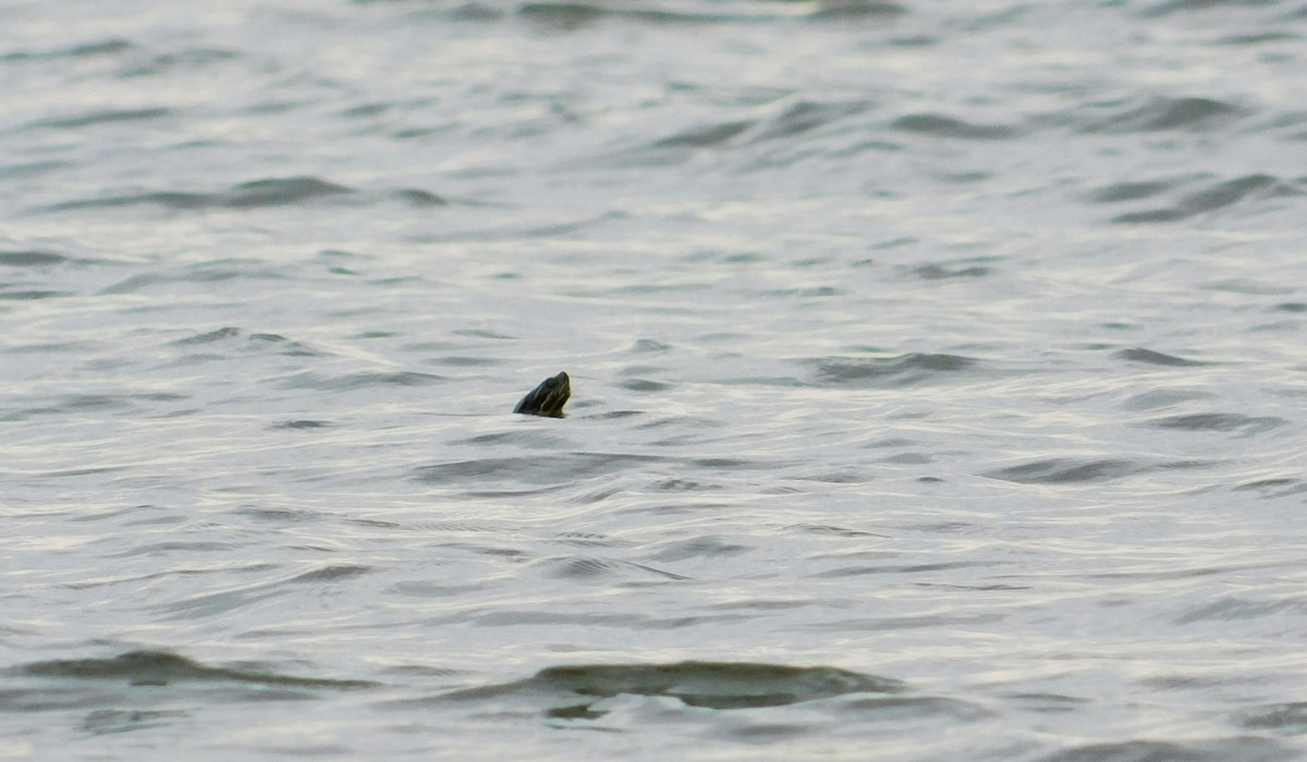 Fin visible in calm, rippling water surface.