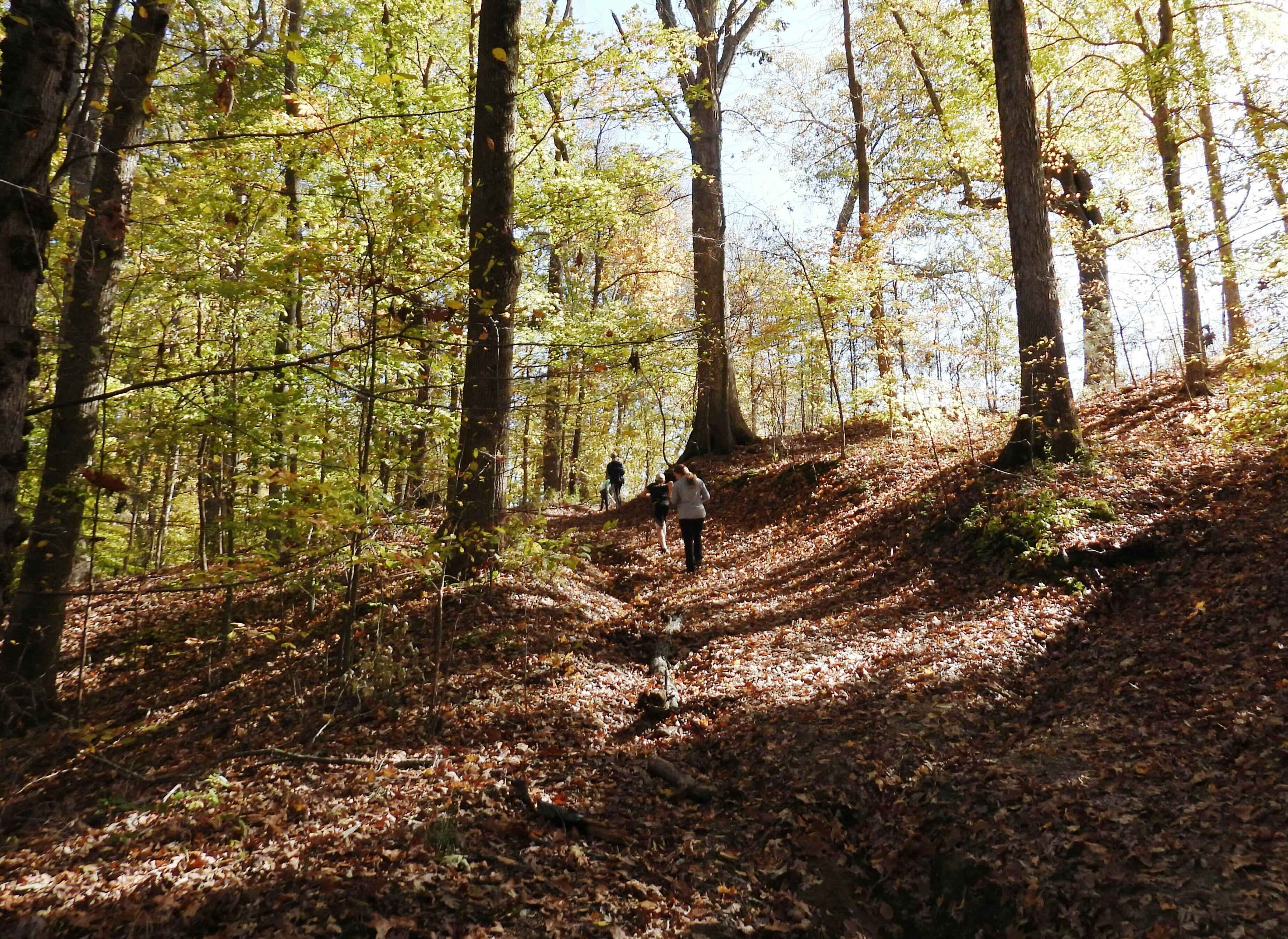 Person walking on a forest trail covered in fallen leaves on a sunny day.
