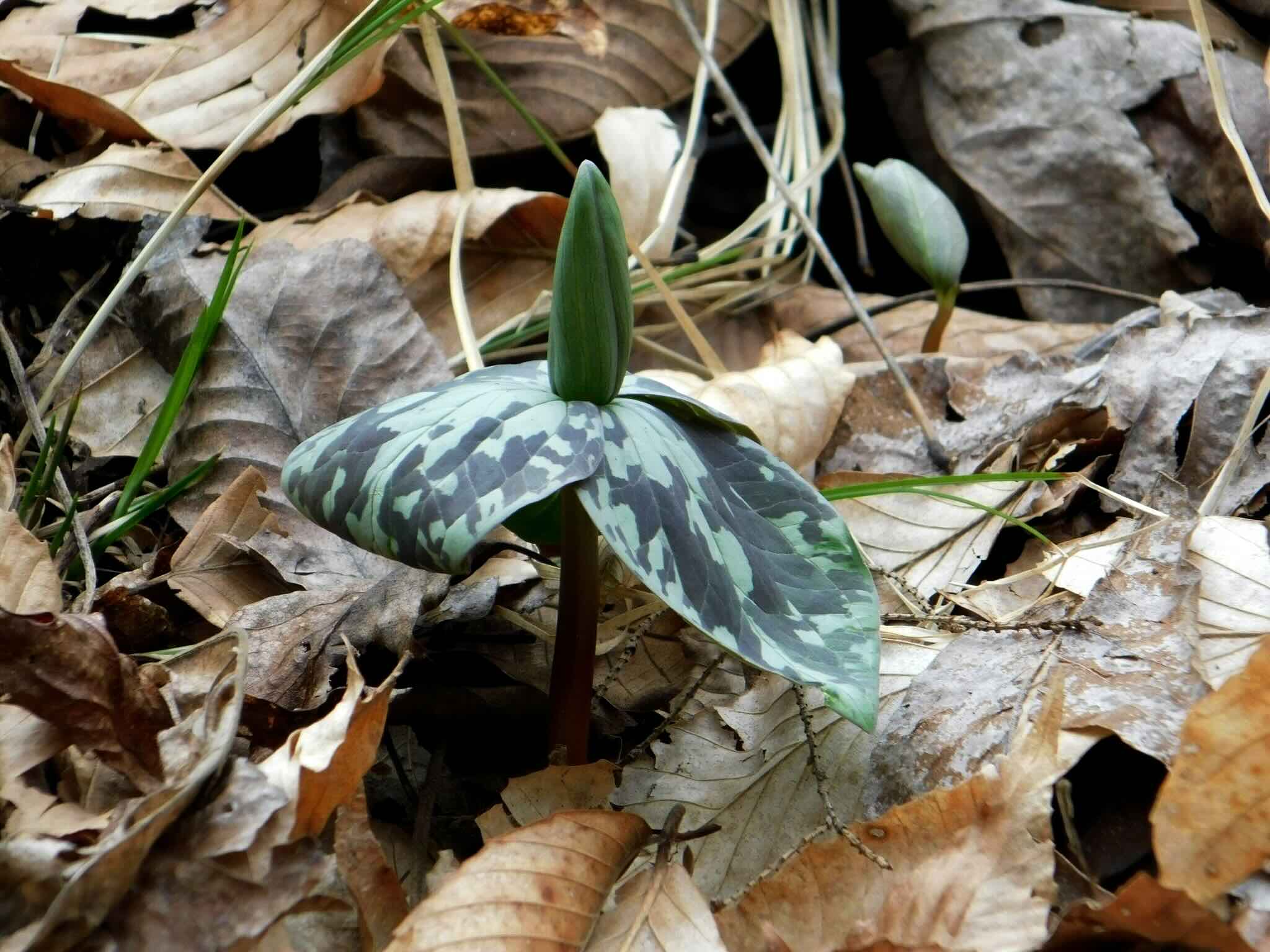 Sweet Betsy Trillium (Trillium cuneatum) emerging from the leaf litter at Burgess Falls State Park