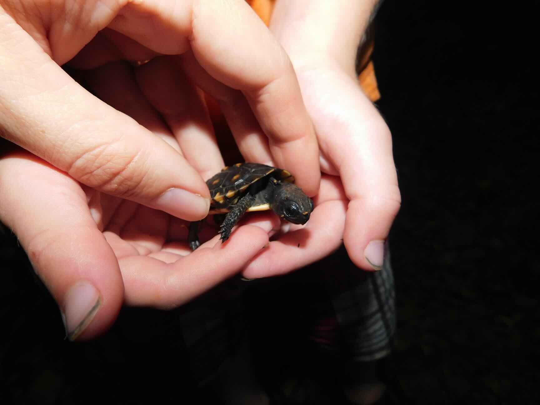 An Eastern Box Turtle (Terrapene carolina) hatchling found by the author and her son at Washmorgan Hollow State Natural Area (and returned safely to where it was found)