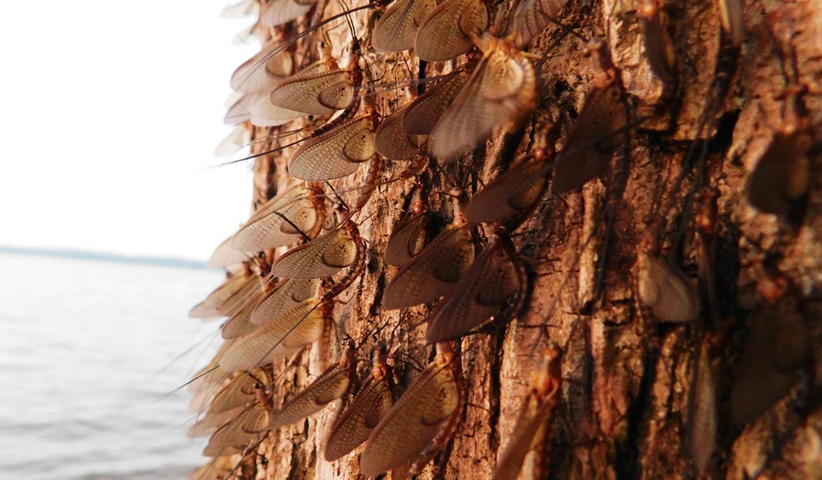 Mayflies clustered on a tree trunk by a lake.