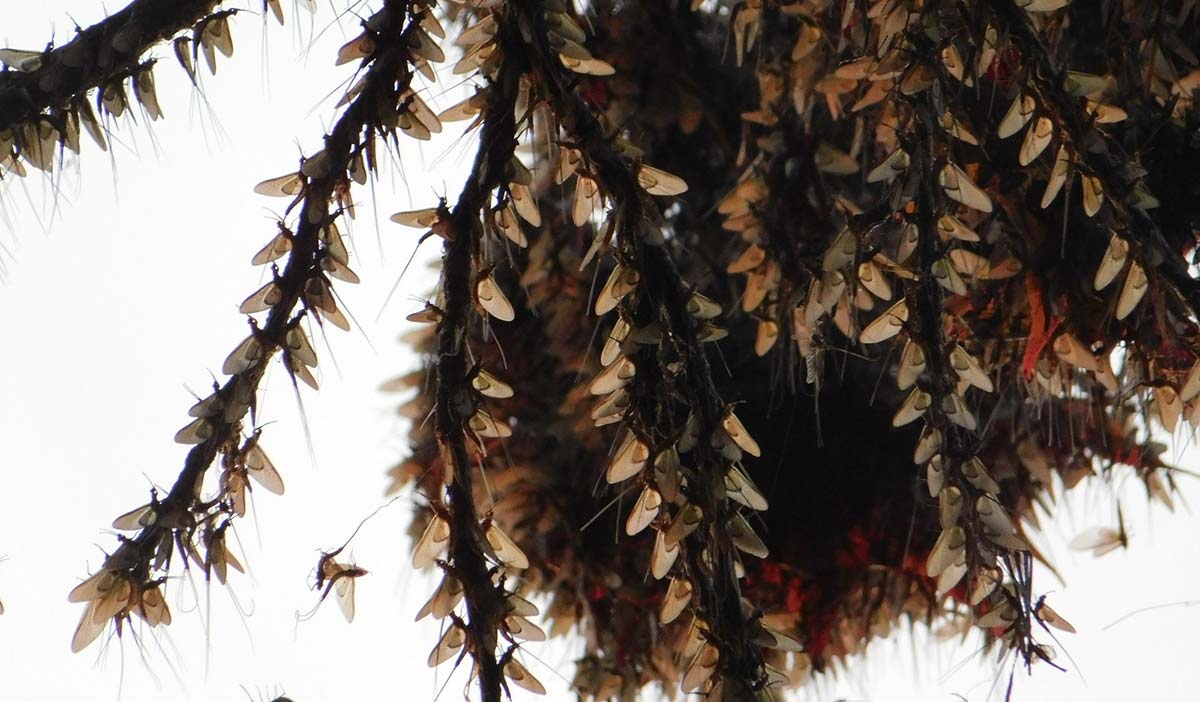 Butterflies clustered on tree branches against a pale sky.