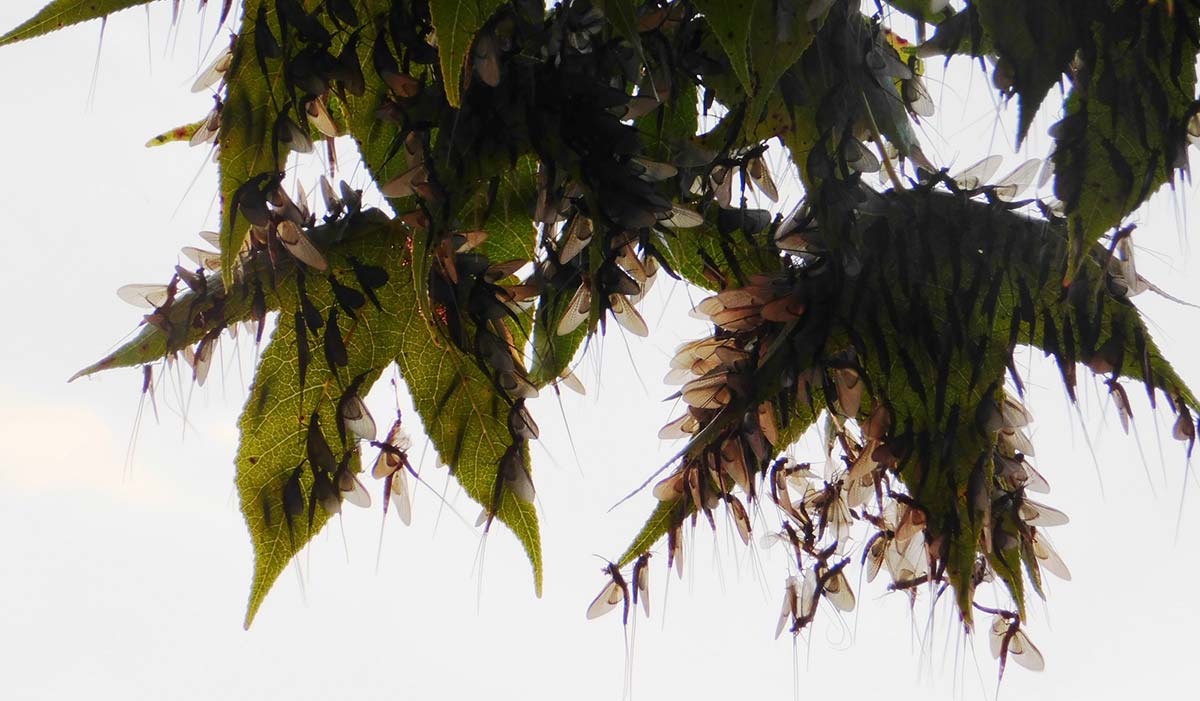 Leaves with white blossoms hanging against a light sky.