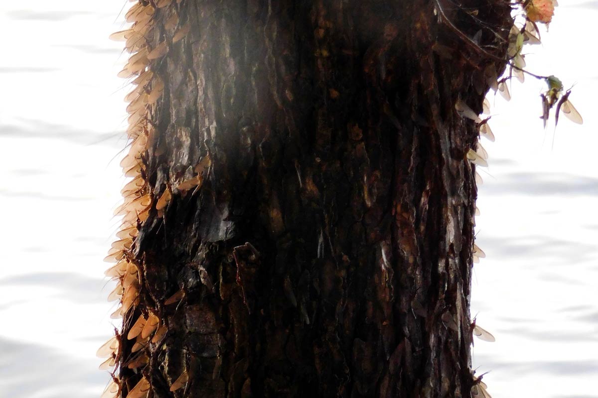 Tree trunk covered in brown butterflies against a blurred background.