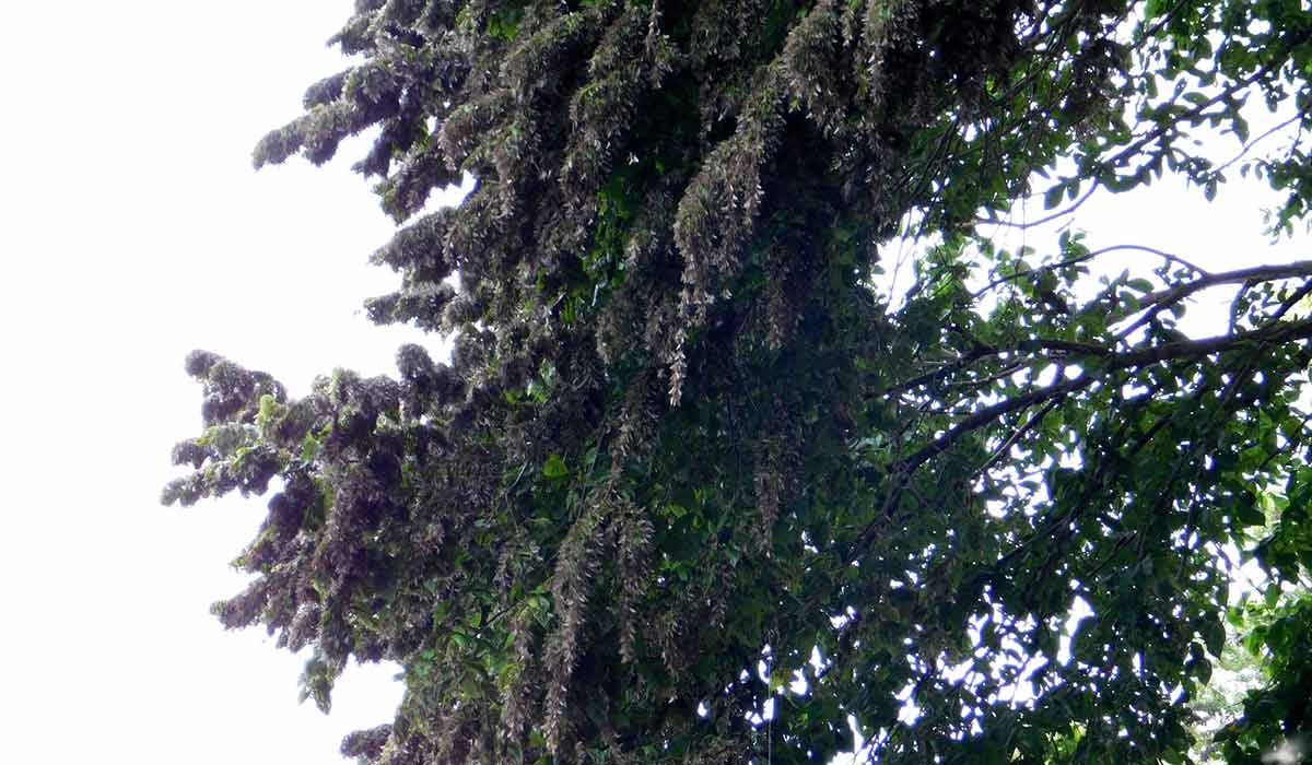Dense cluster of leafy branches with hanging foliage against a bright sky.