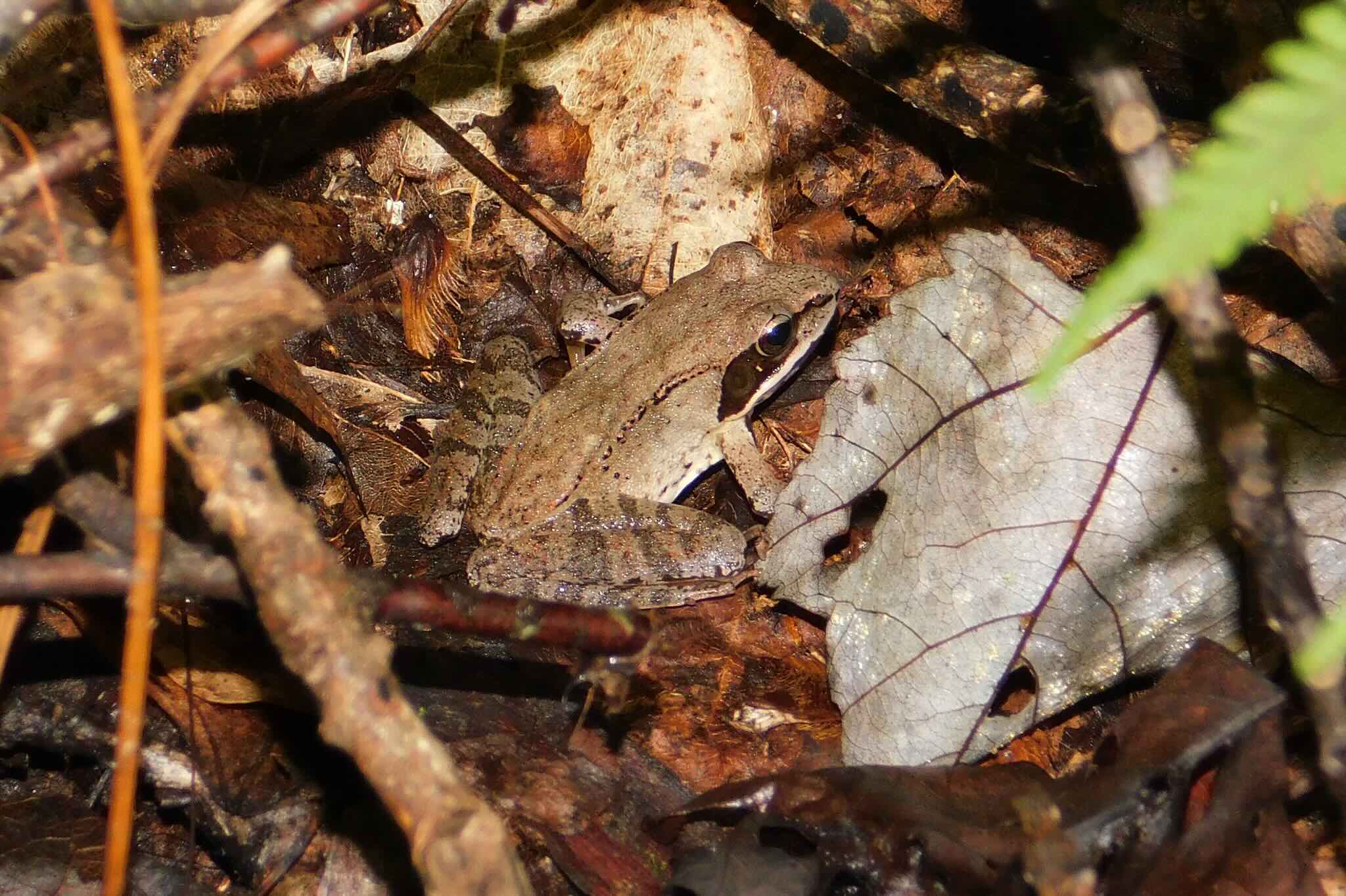 A well-camouflaged Wood Frog (Lithobates sylvaticus) at Roan Mountain State Park