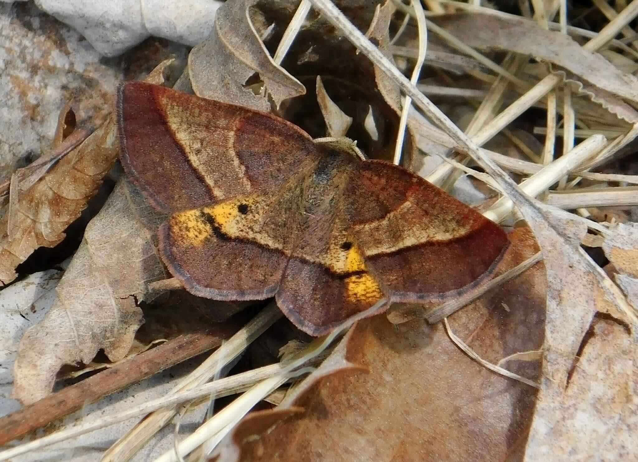 A Yellow-washed Metarranthis Moth (Metarranthis obfirmaria) at Denny Cove, South Cumberland State Park