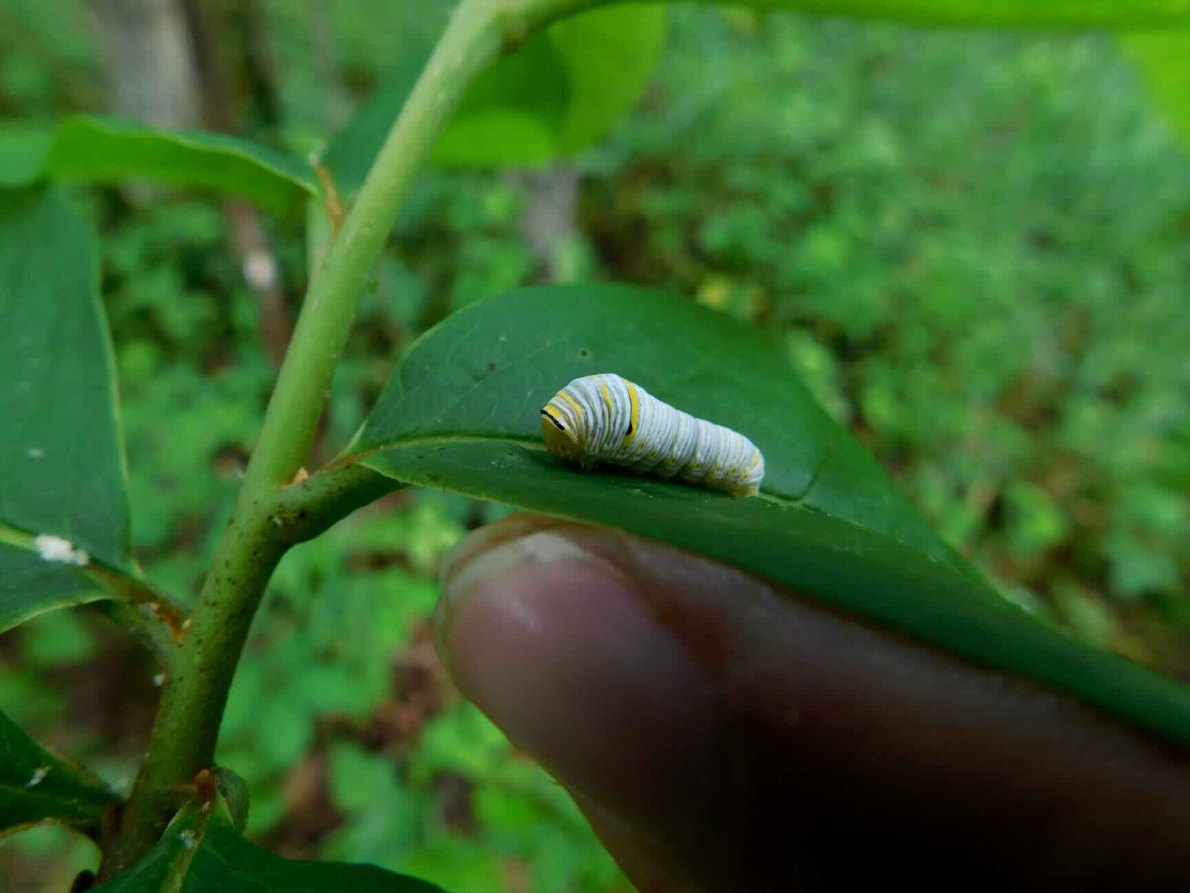 A rare daytime sighting of a Zebra Swallowtail (Protographium marcellus) caterpillar at the author's residence