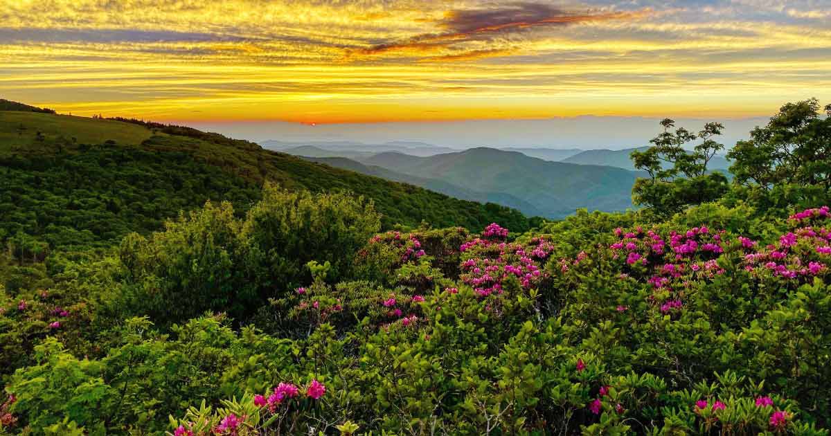Roan Mountain article