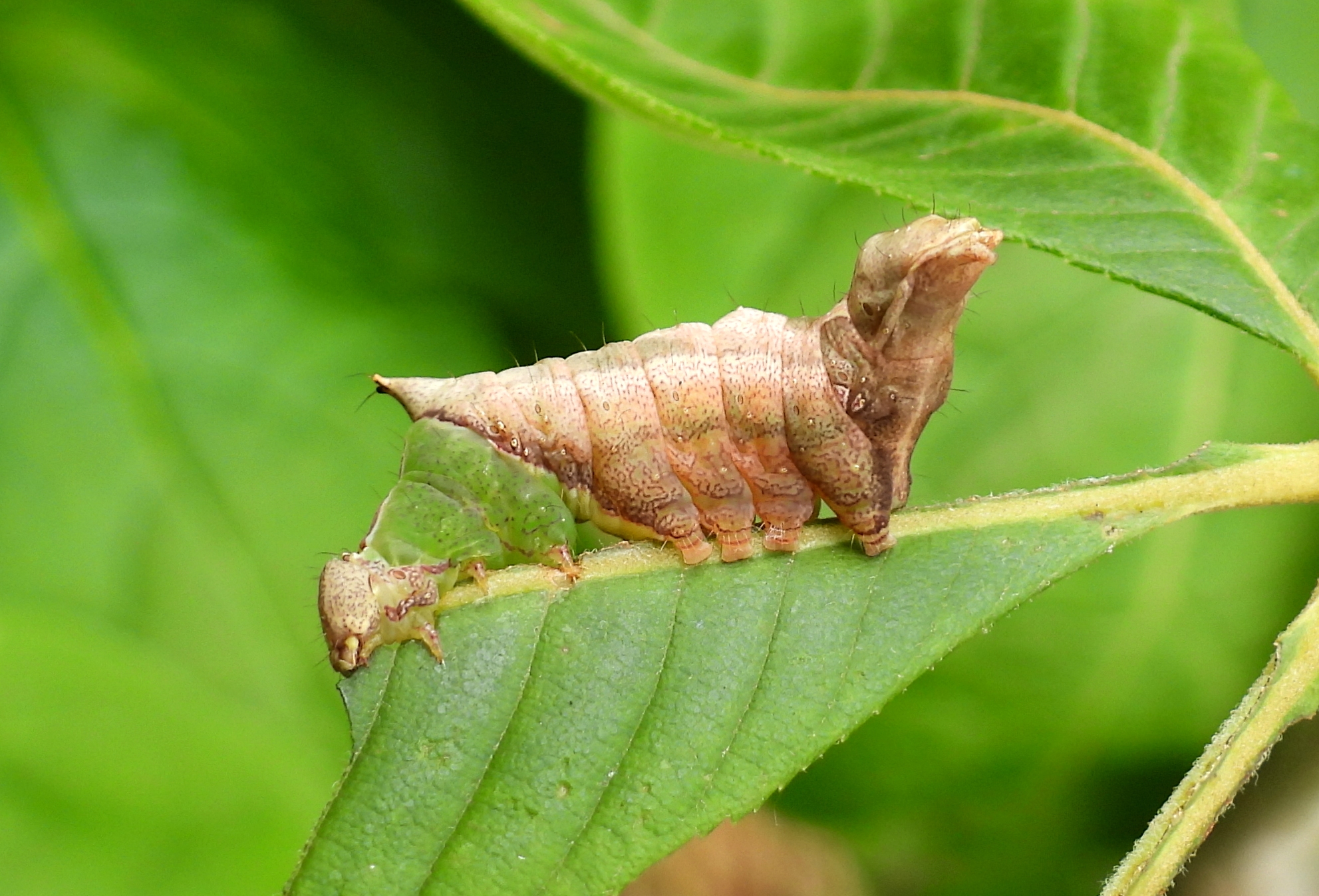 dscn4408.jpg