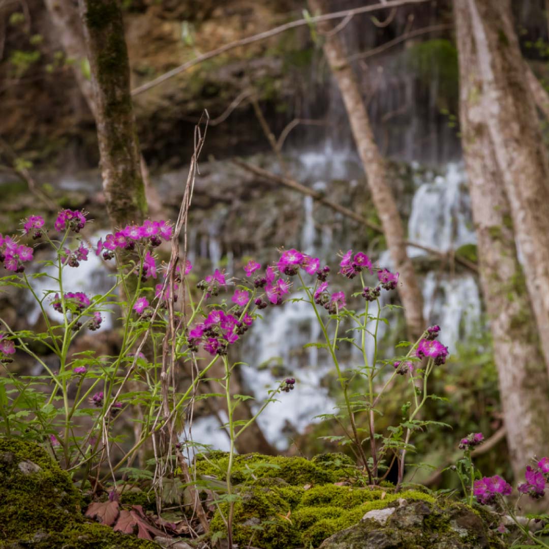 wildflowers.jpg