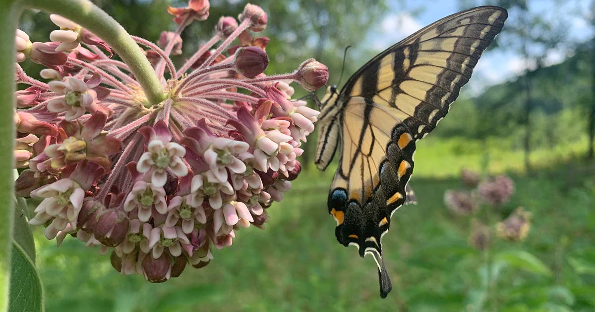 butterfly.jpg