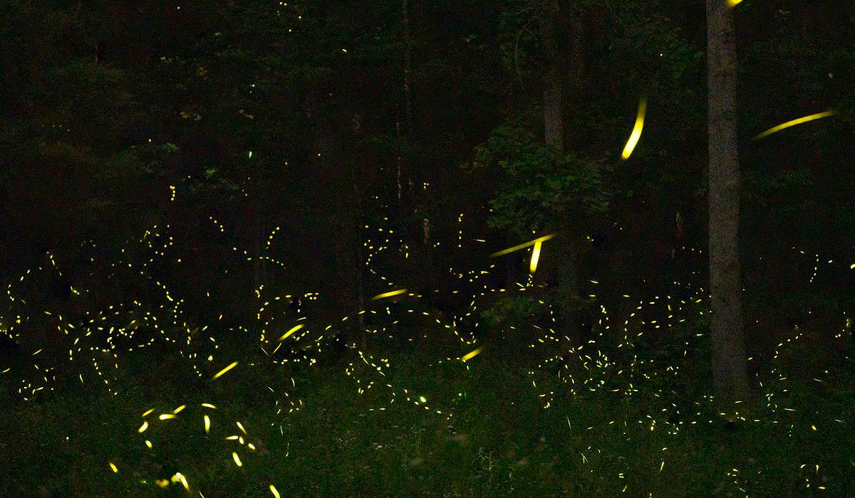 rocky_fork_firefly.jpg