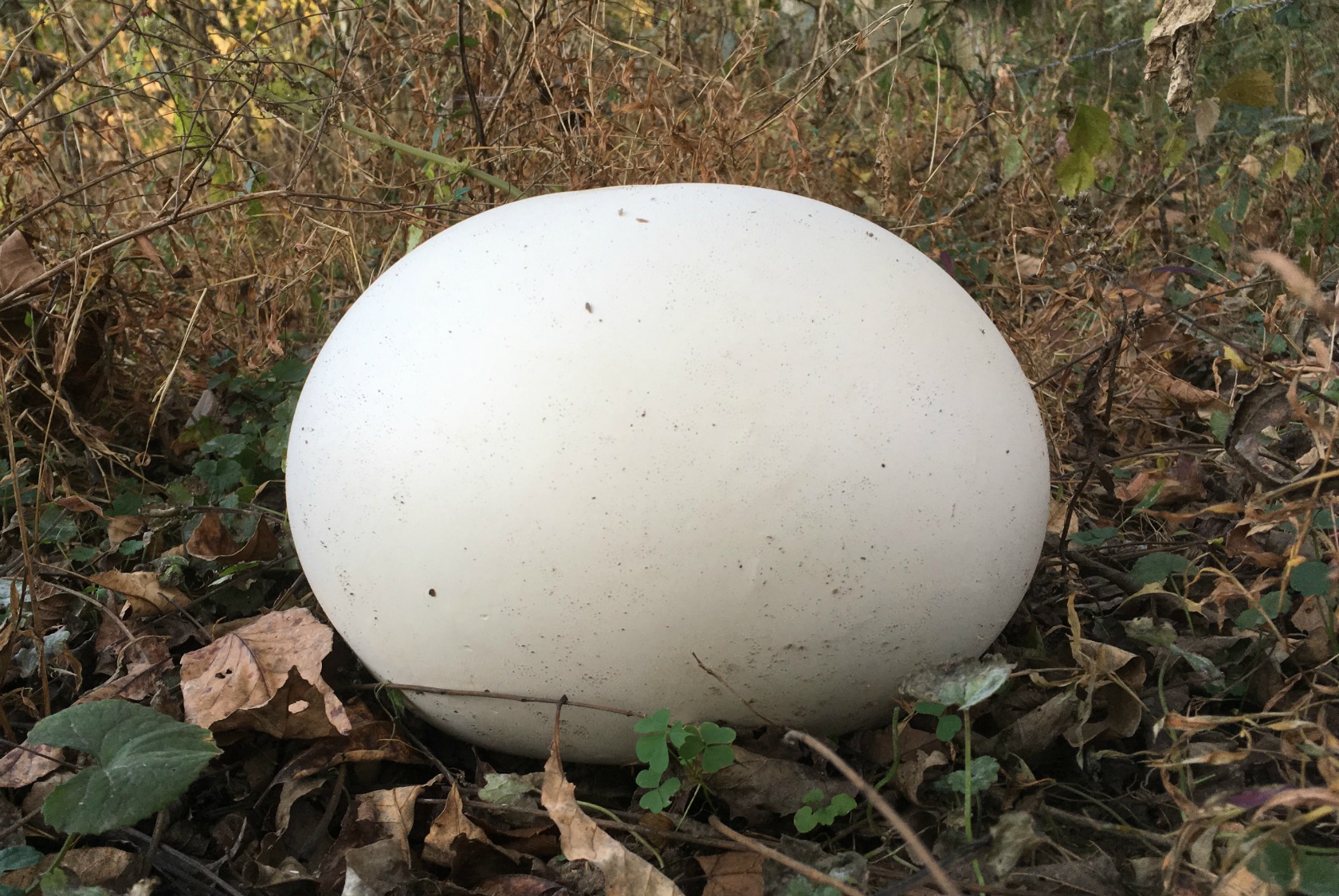randy-blog-fresh-giant-puffball1.jpg