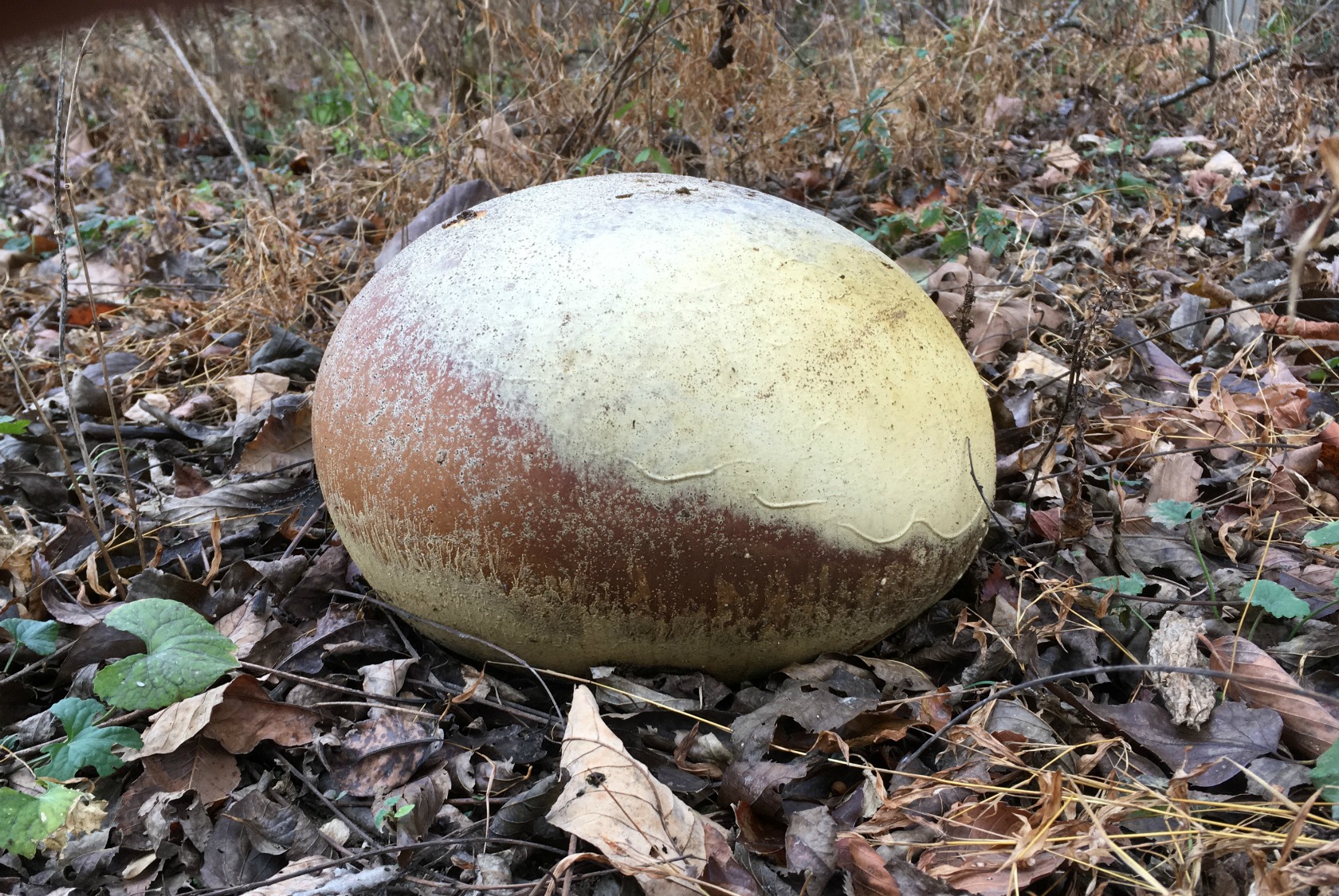 randy-blog-old-giant-puffball1.jpg