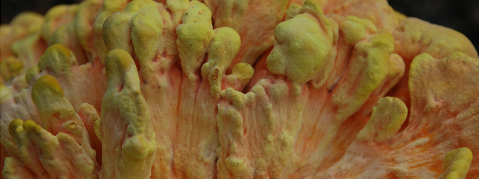 randy-blog-sulfur-shelf-cu2__banner.png