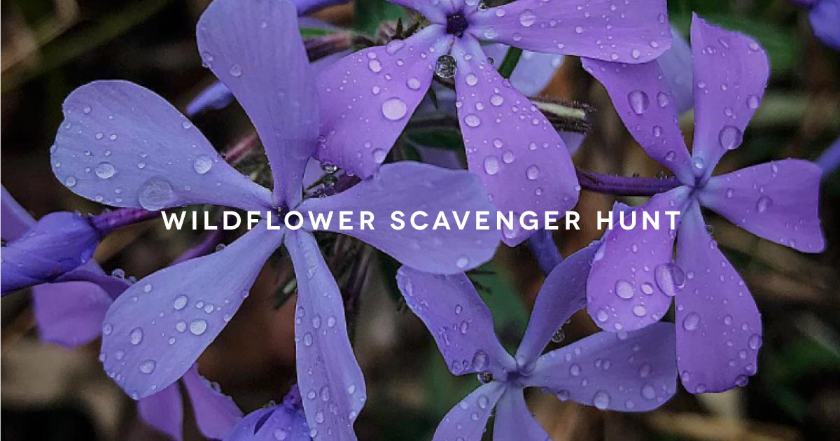 wildflower-scavenger-hunt.jpg