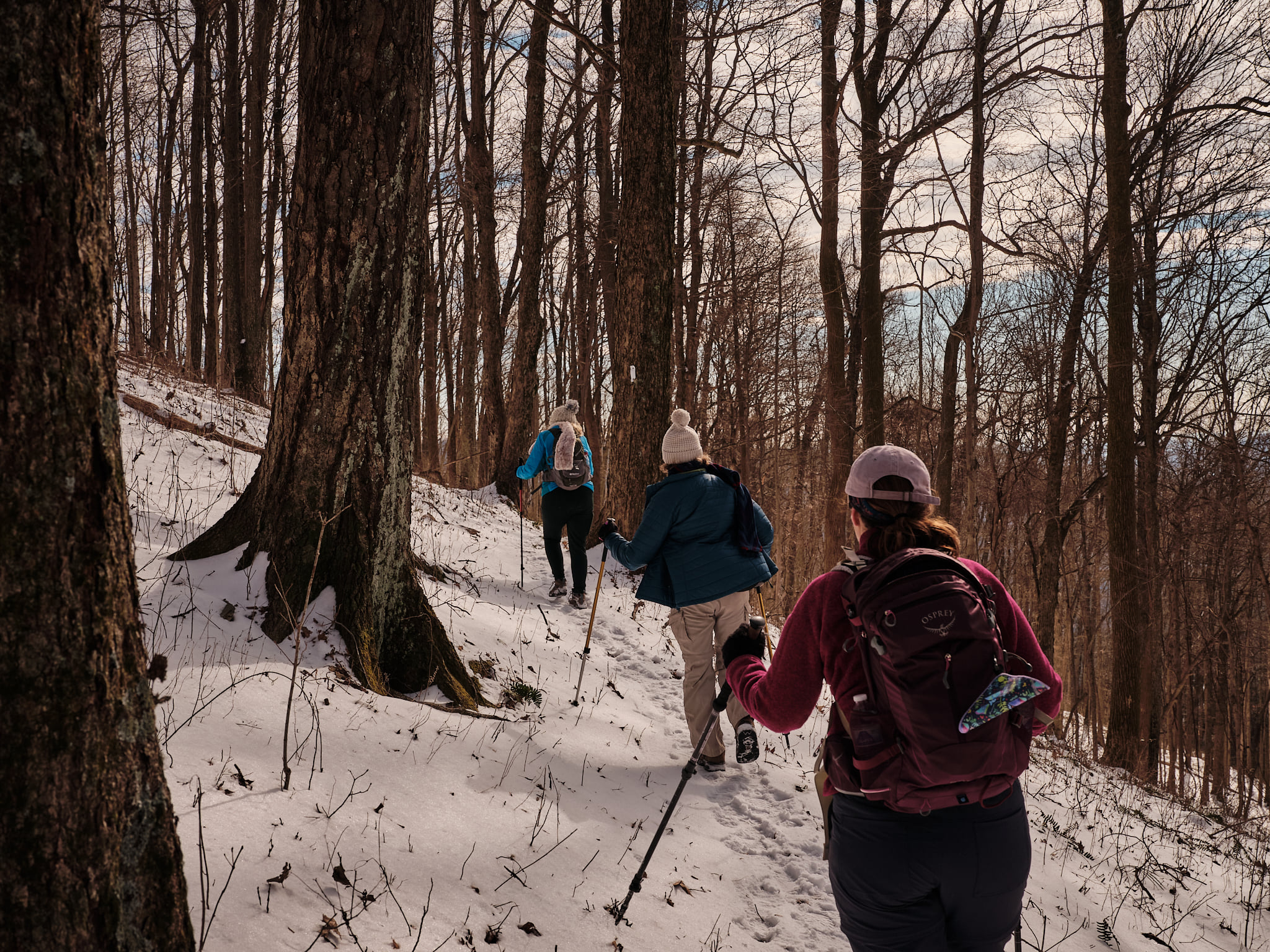 frozen_head_state_park_first_day_hike_2022.jpeg